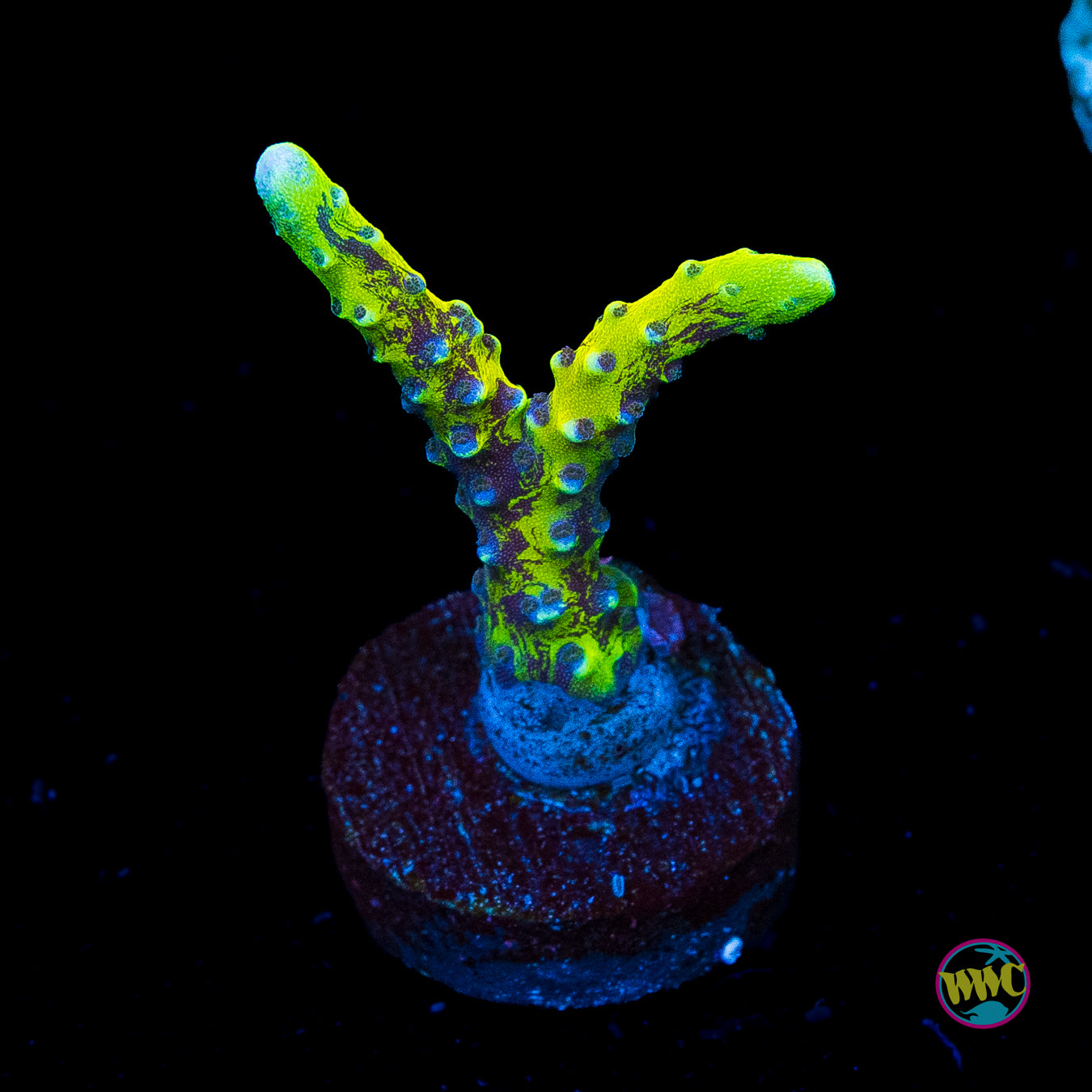 Golden Rod Grafted Anacropora