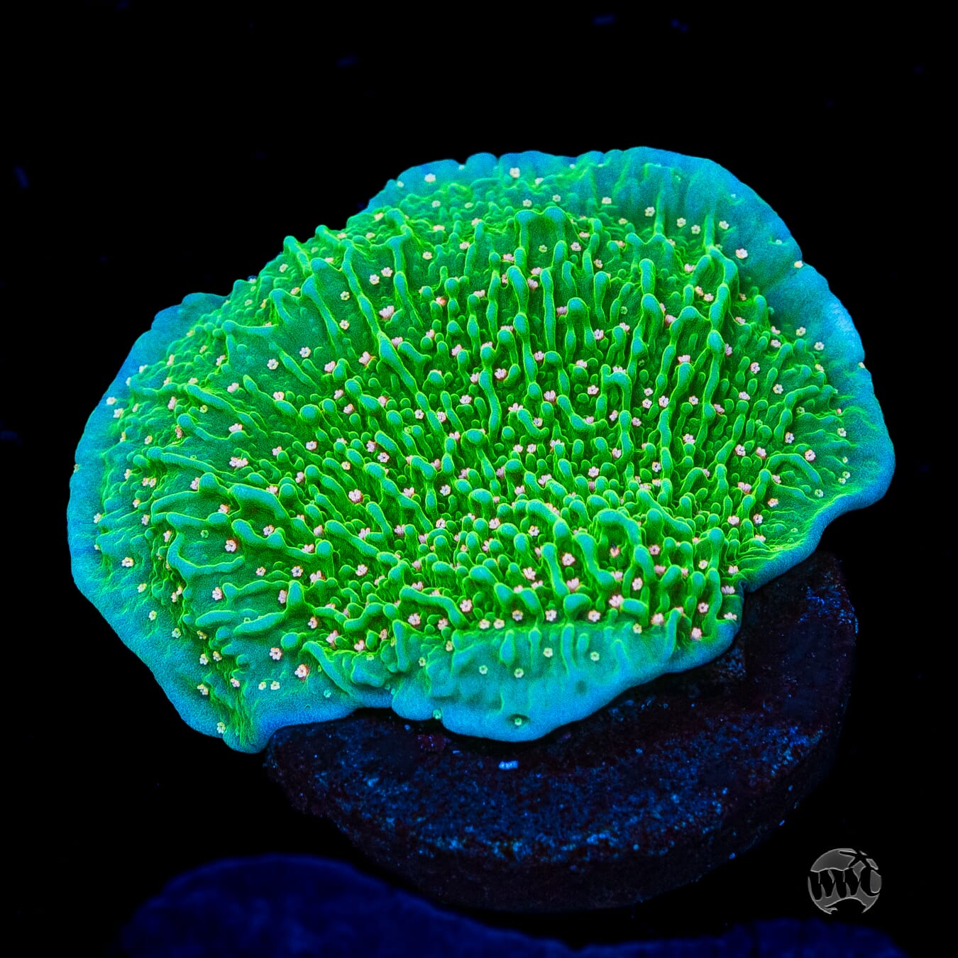 Green Eggs and Ham Montipora