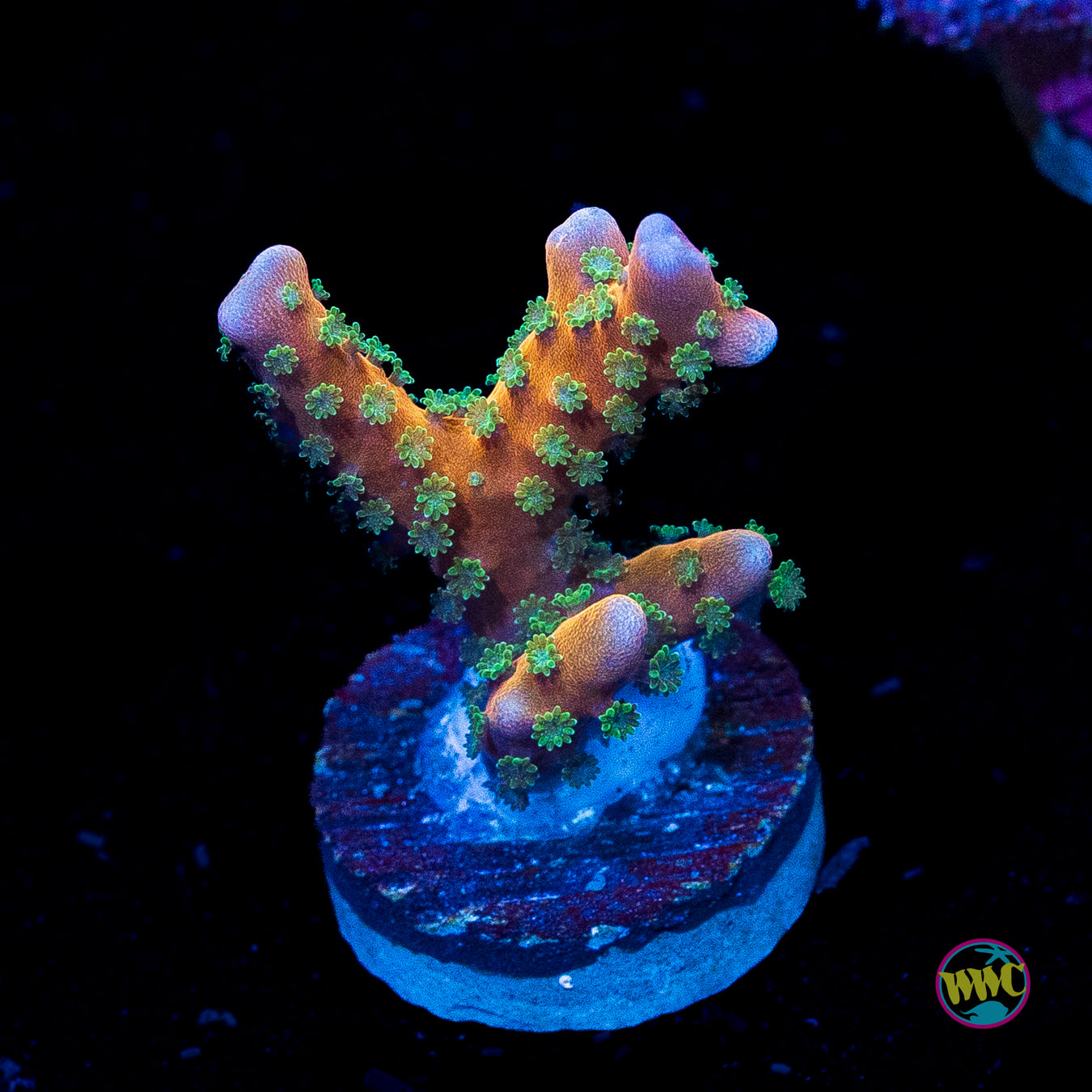 RR Tropicana Anacropora
