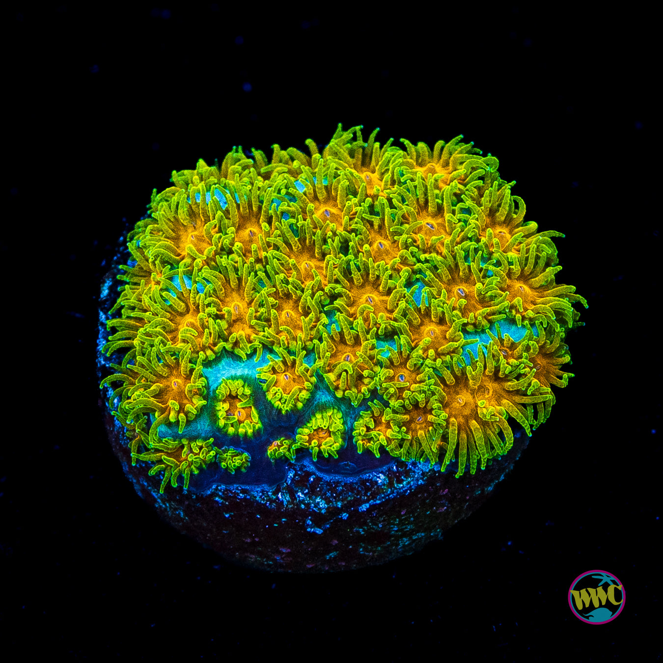 WWC Rogue Leptastrea