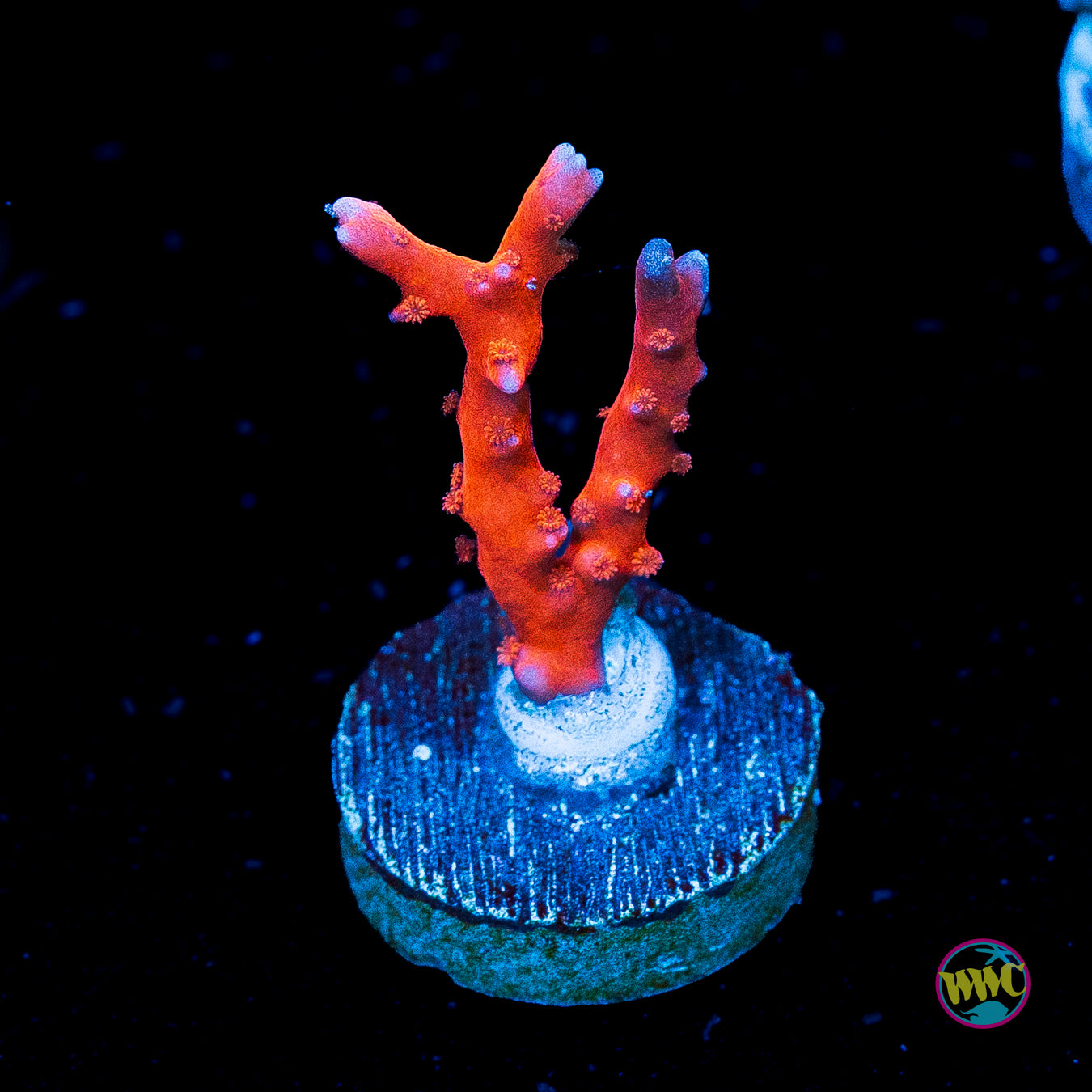 Jason Fox TNT Anacropora