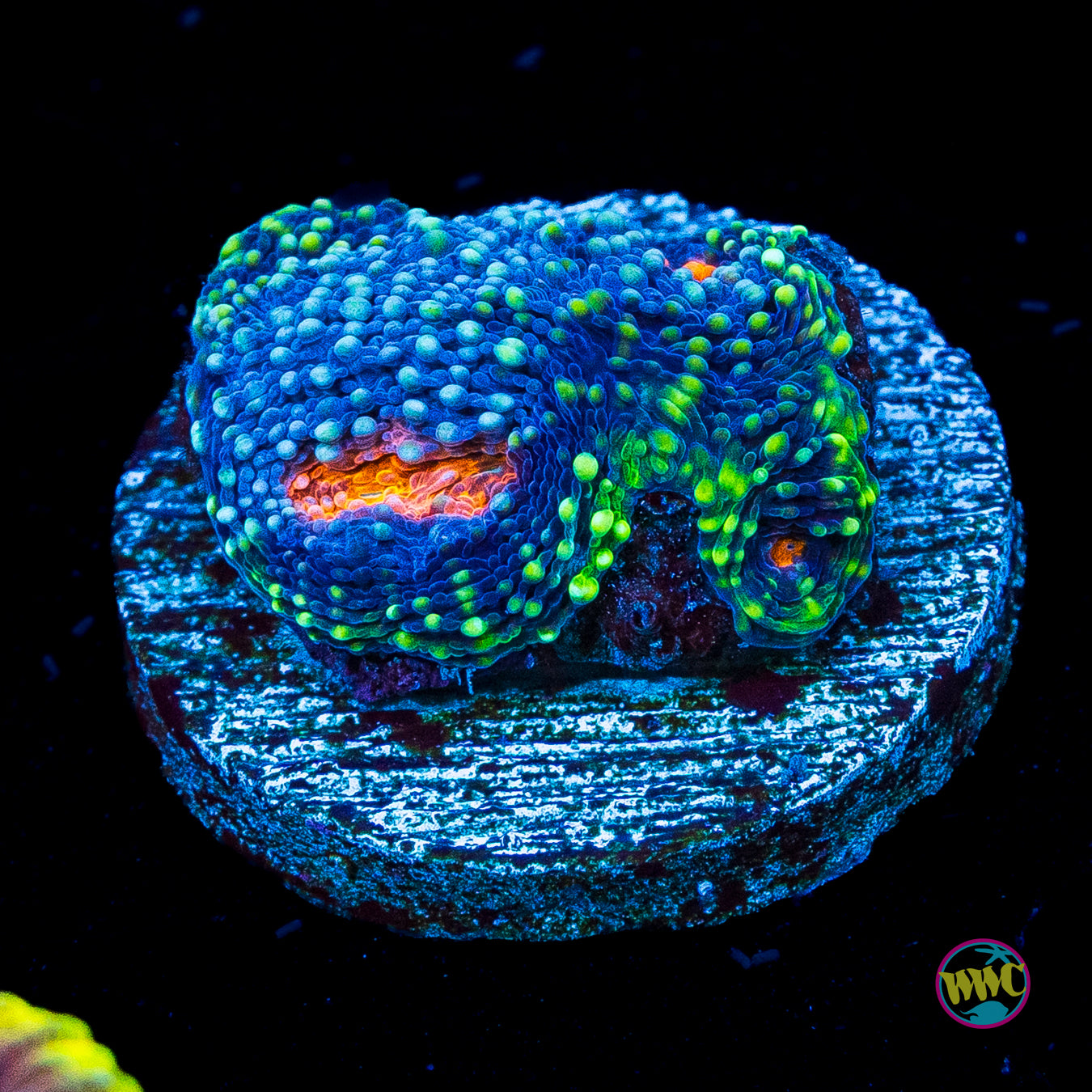 Hangover Cure Echinata