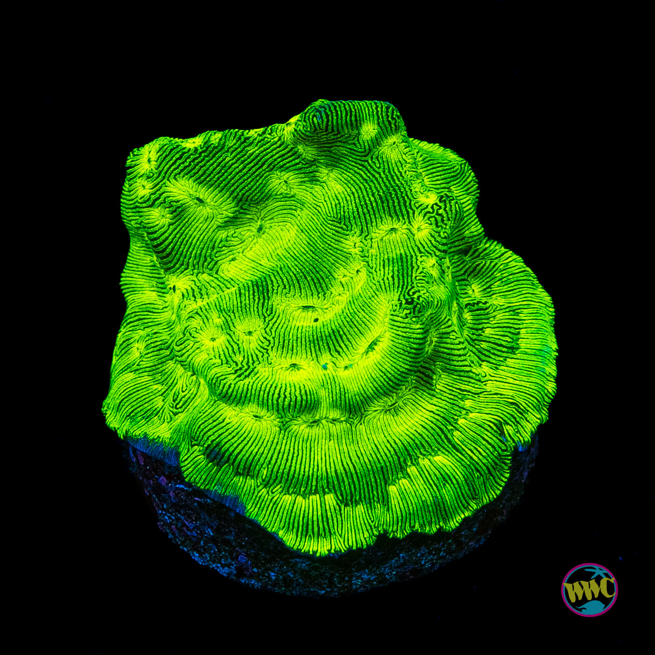 WWC Disco Ball Leptoseris