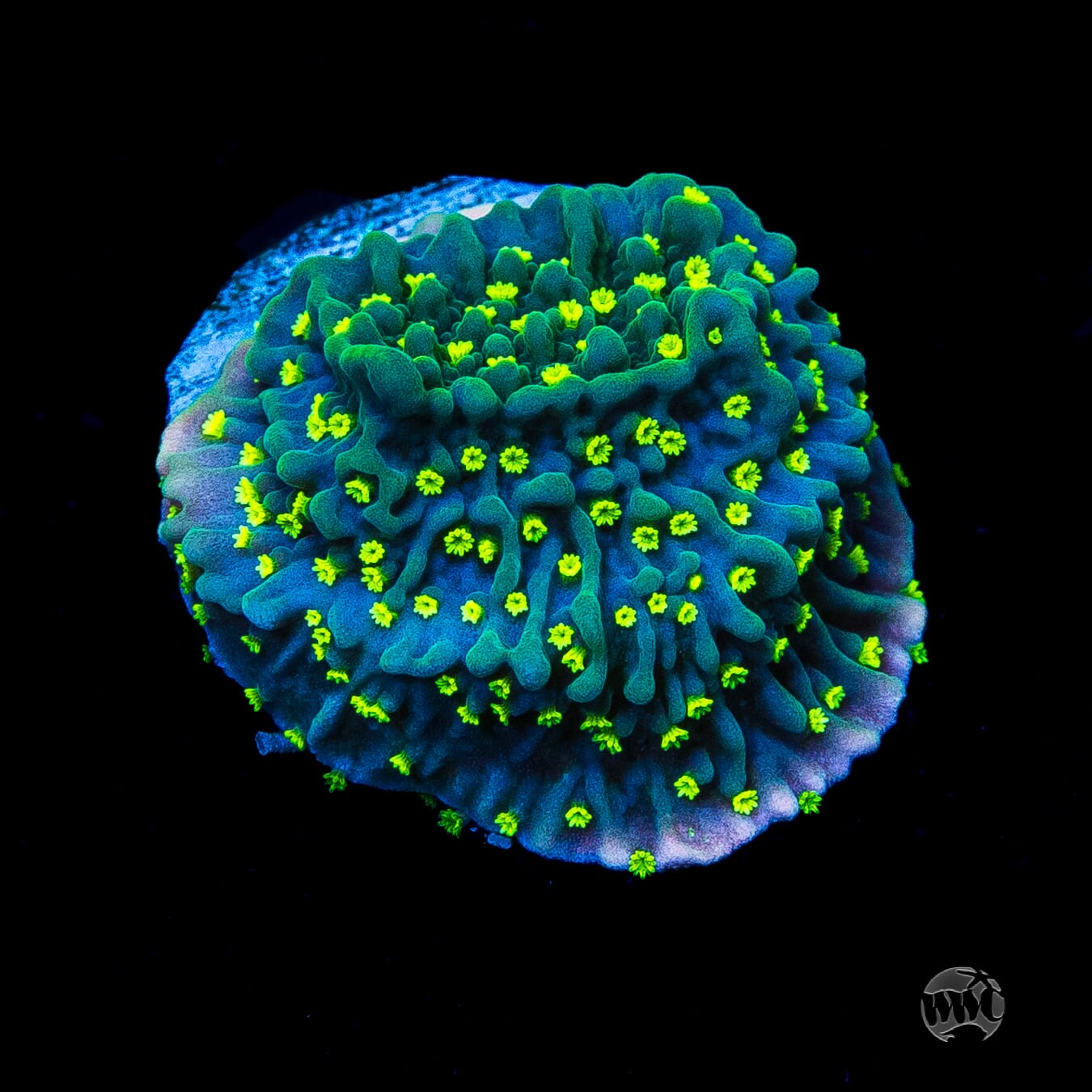 Jason Fox Frankies Hot Pink Rim Montipora