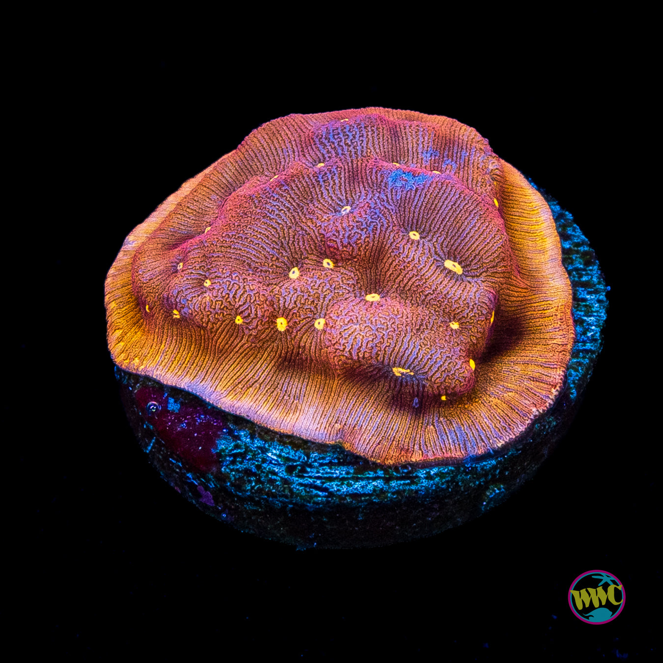 Jason Fox Sun God Leptoseris