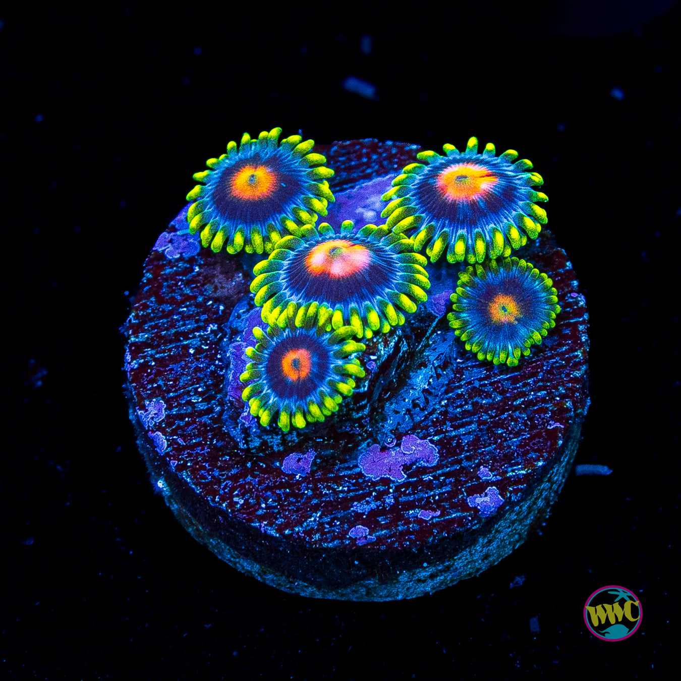 WWC Ultimate Blow pop Zoanthids