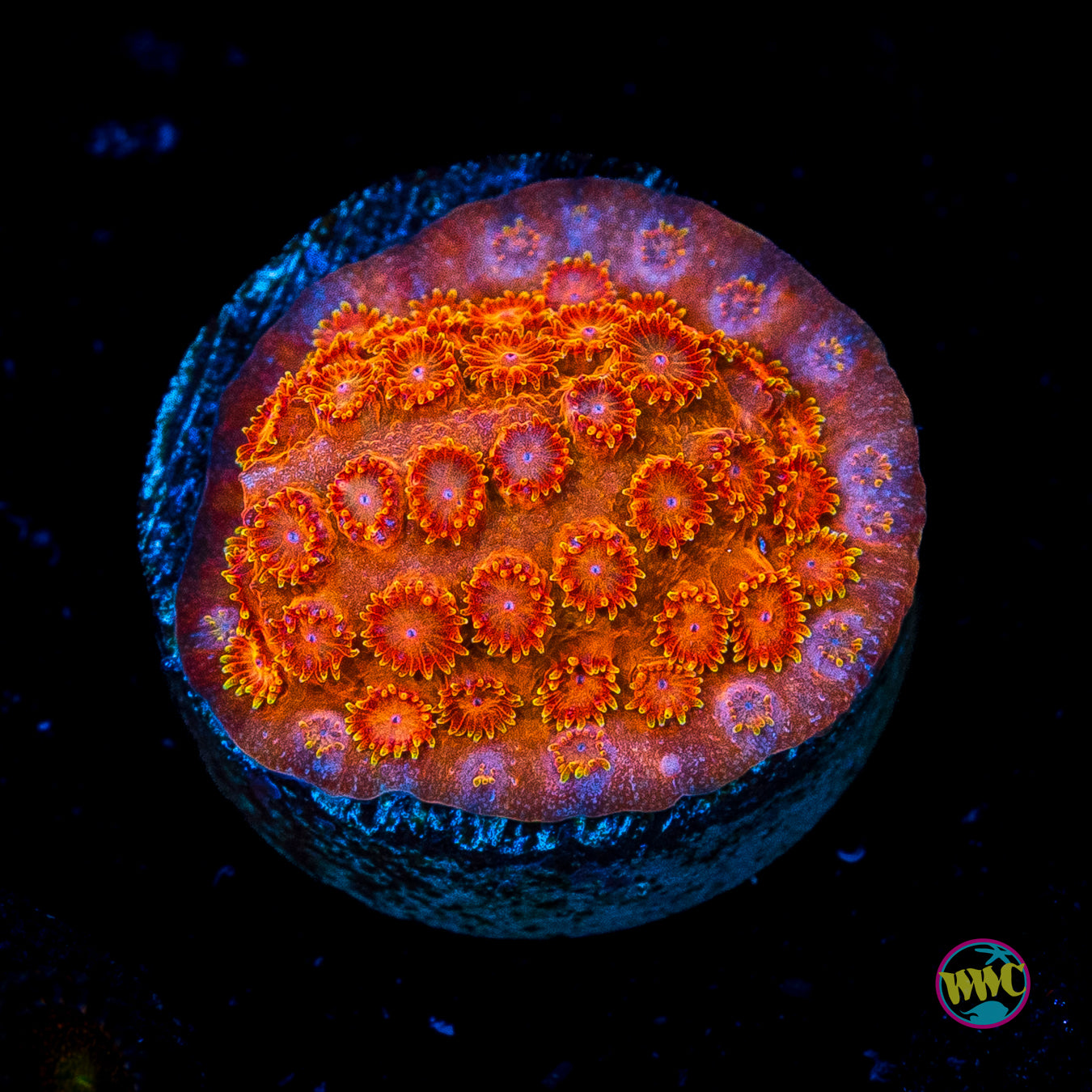 WWC Hi-Cee Cyphastrea