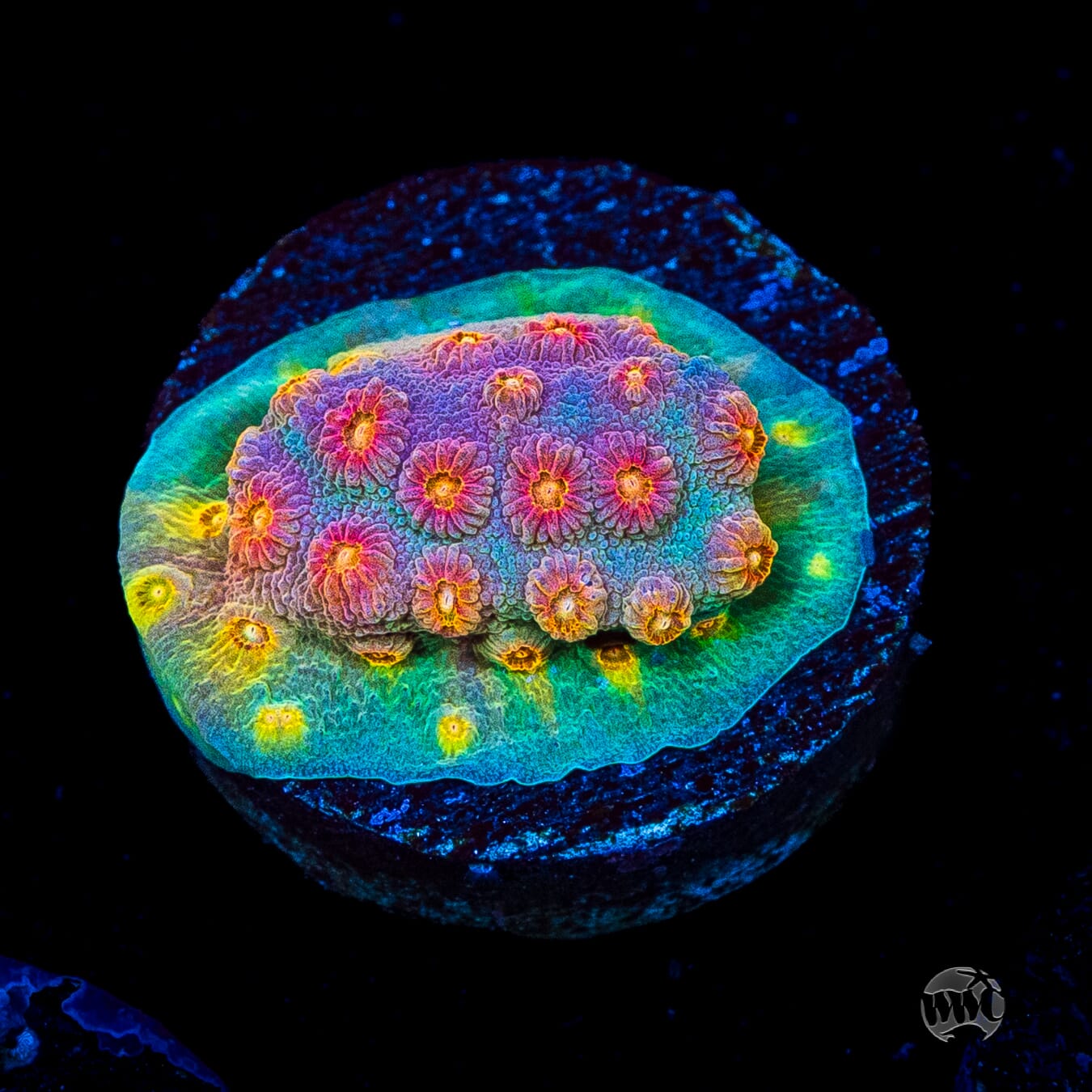 WWC Rainbow Madness Cyphastrea