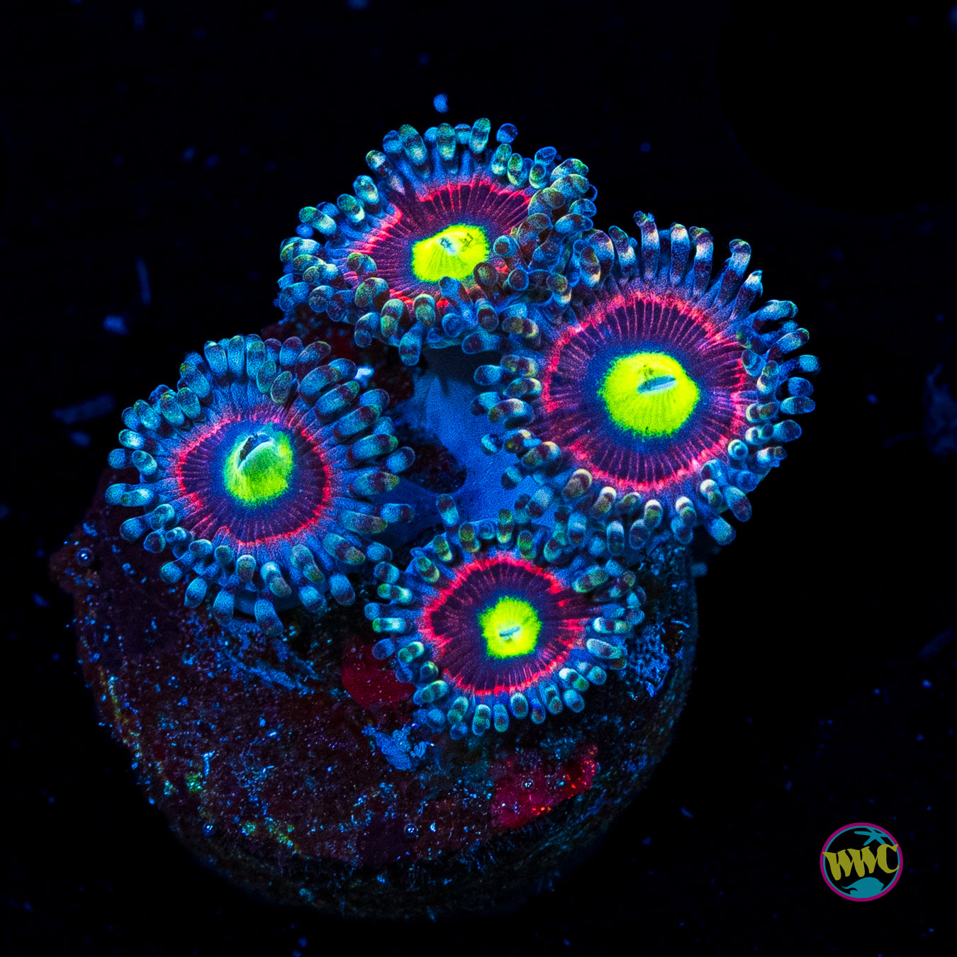 Pink Ring of Death Zoanthids