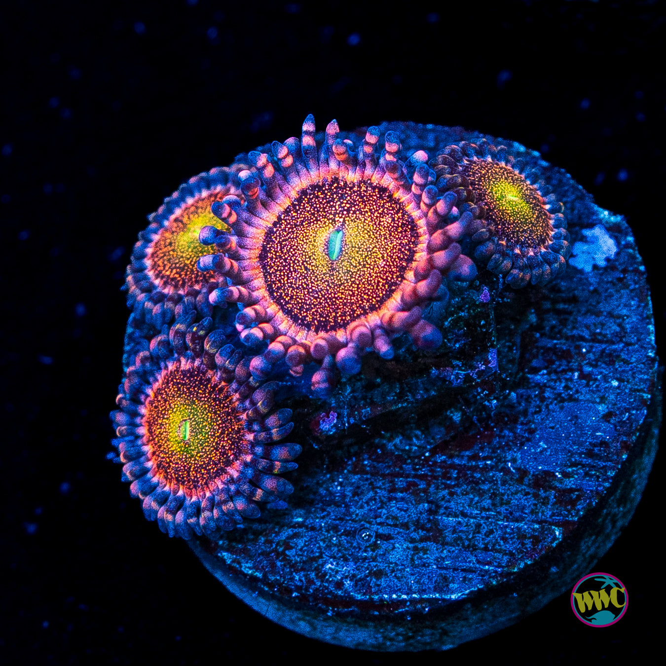 Mohawk Zoanthids