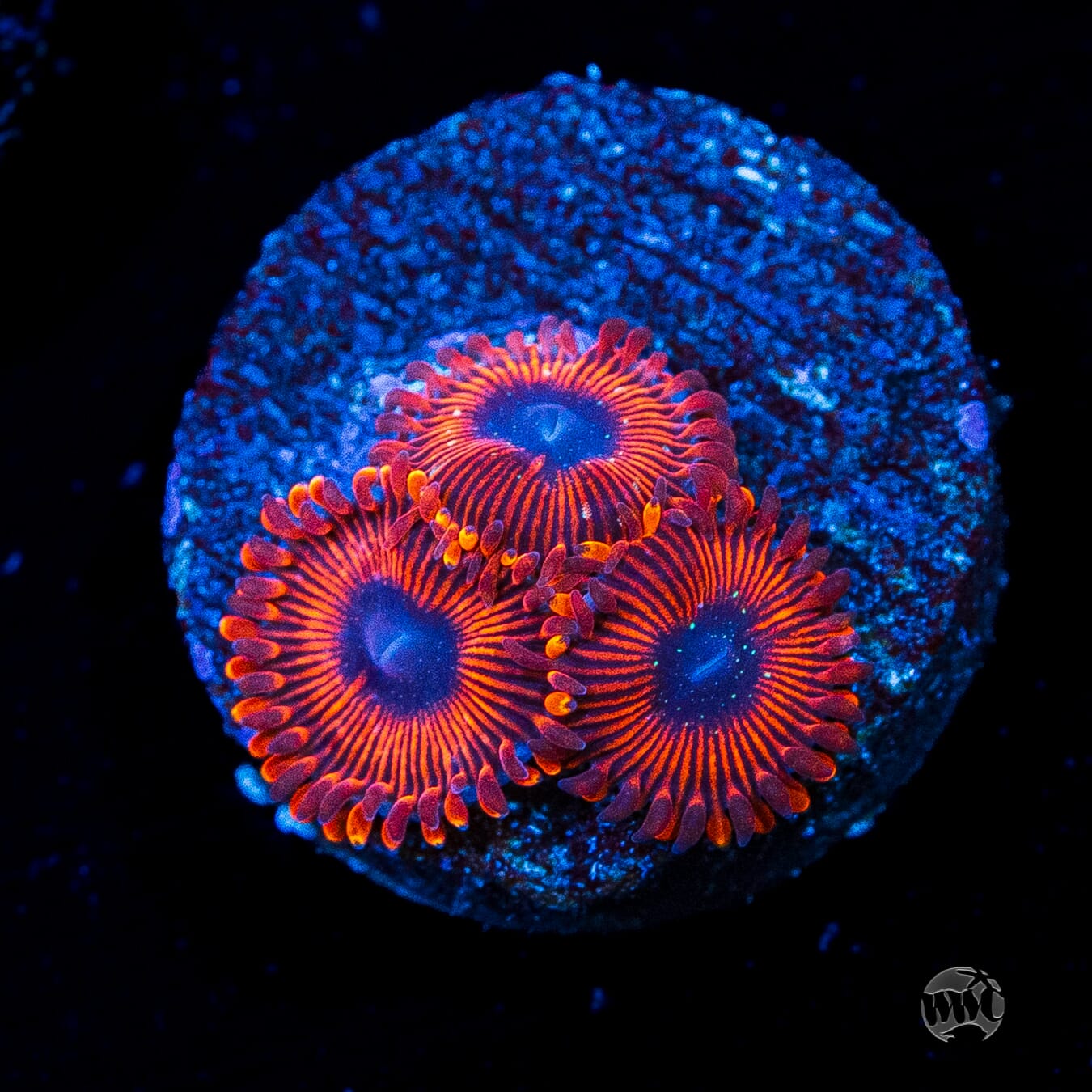 Scarlet Wizard Zoanthids