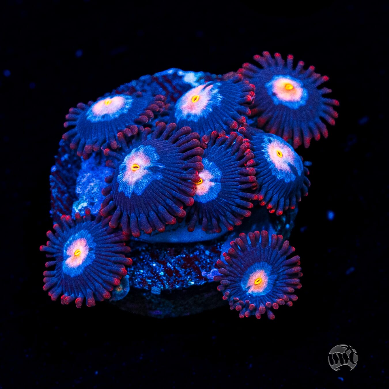 WWC Blue Steel Zoanthids