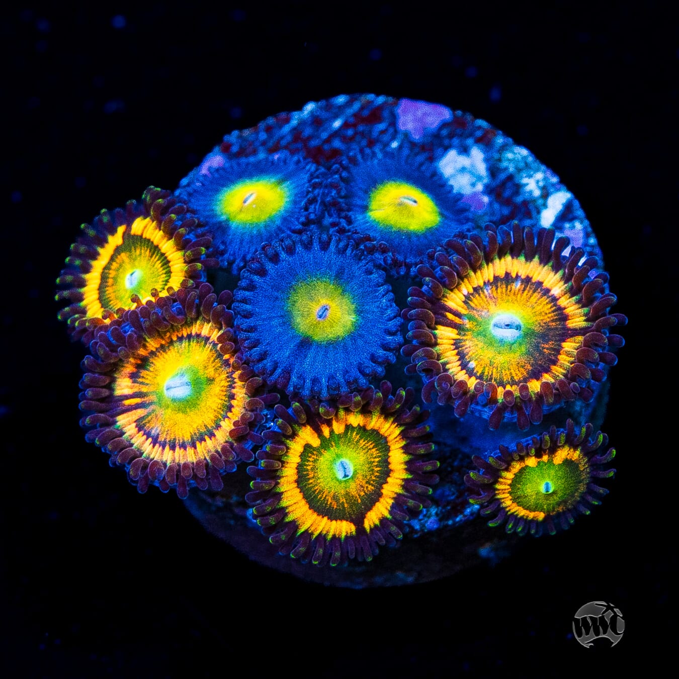 WWC AOI and Citrus Cooler Combo Zoanthids