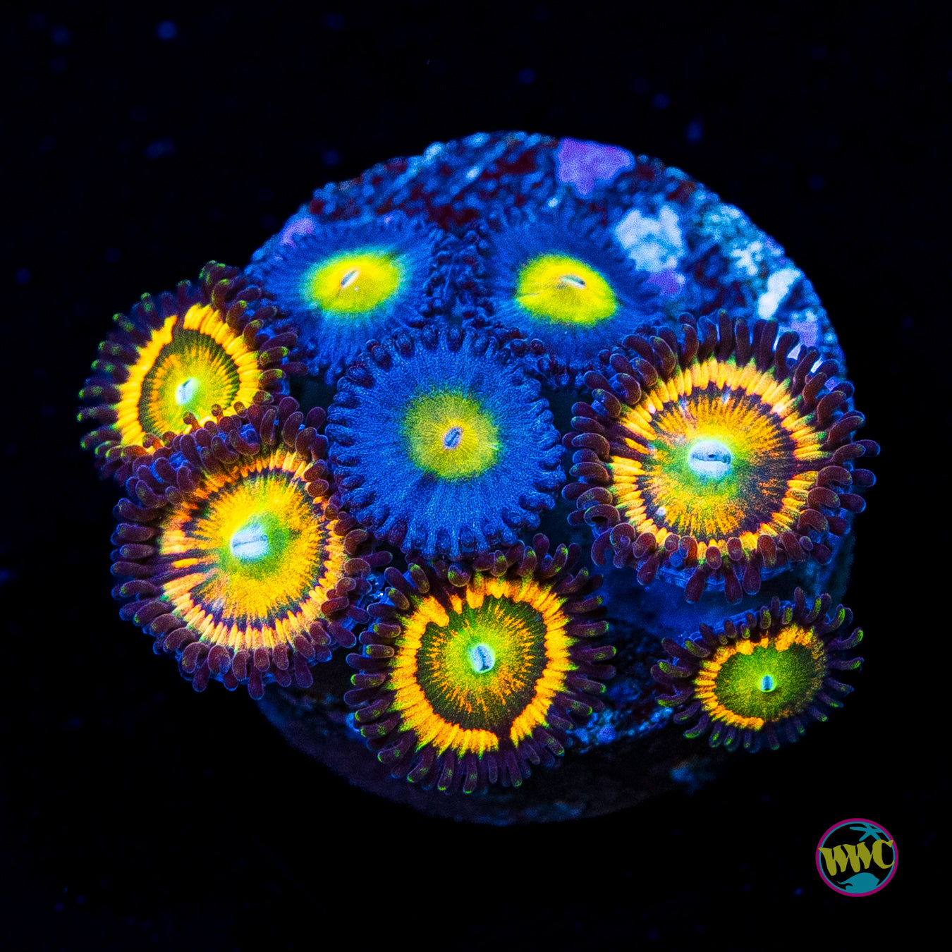 WWC AOI and Citrus Cooler Combo Zoanthids