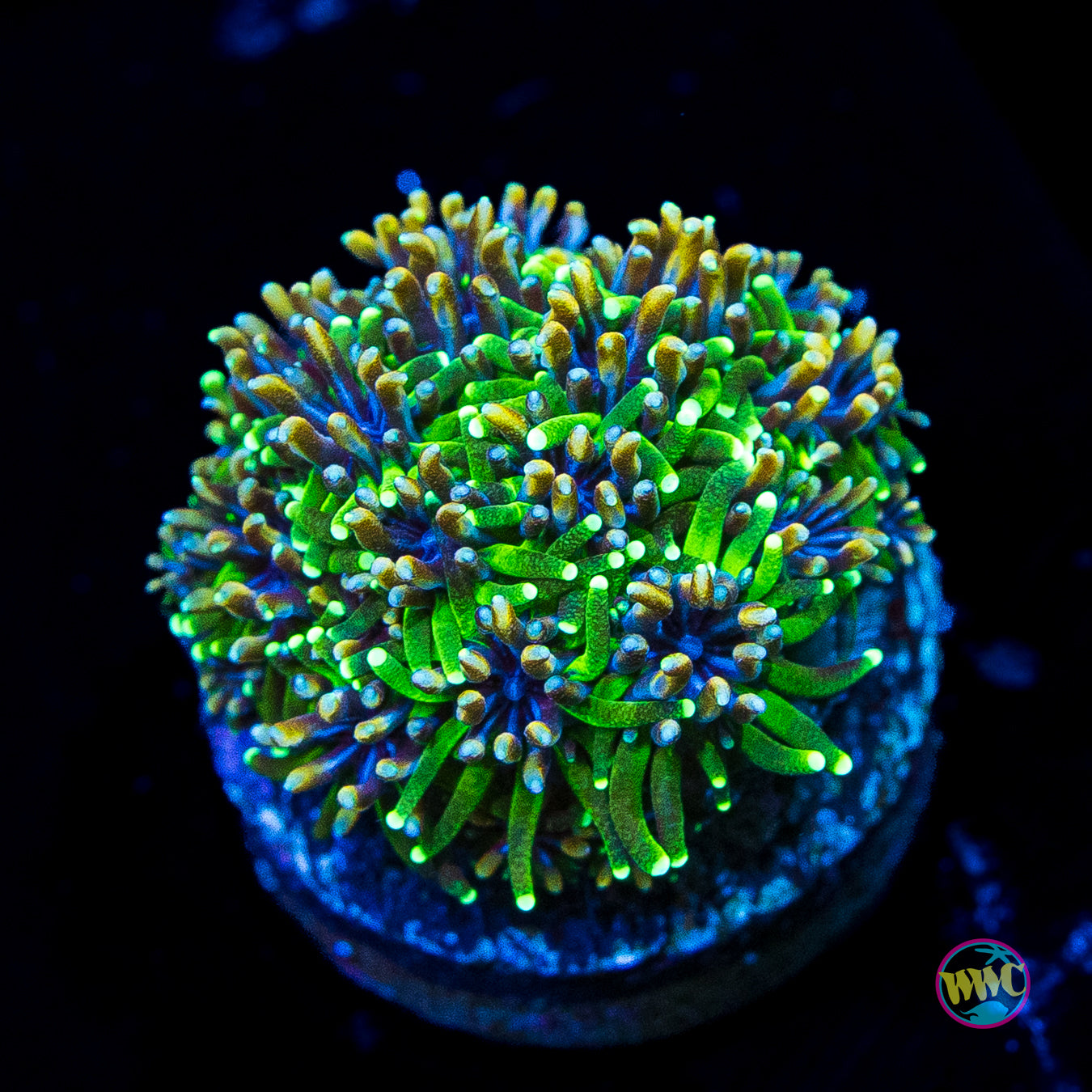 WWC Cyclops Galaxea
