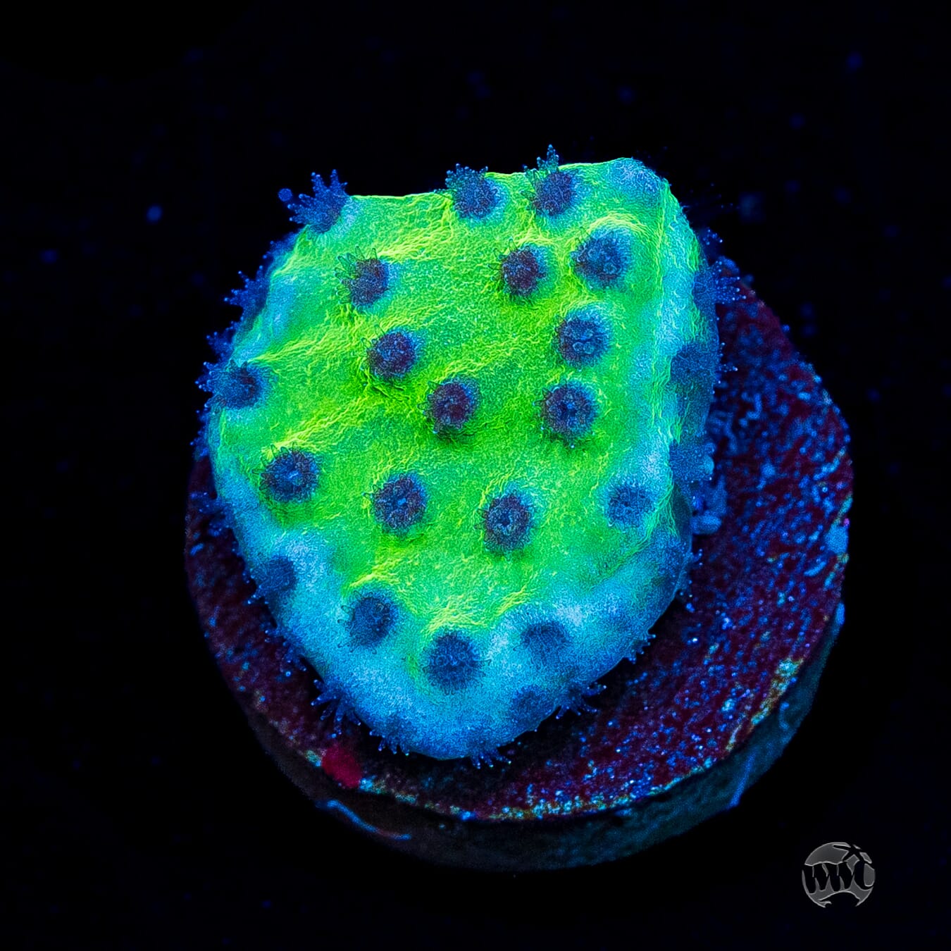 WWC Purple Polyp Turbinaria