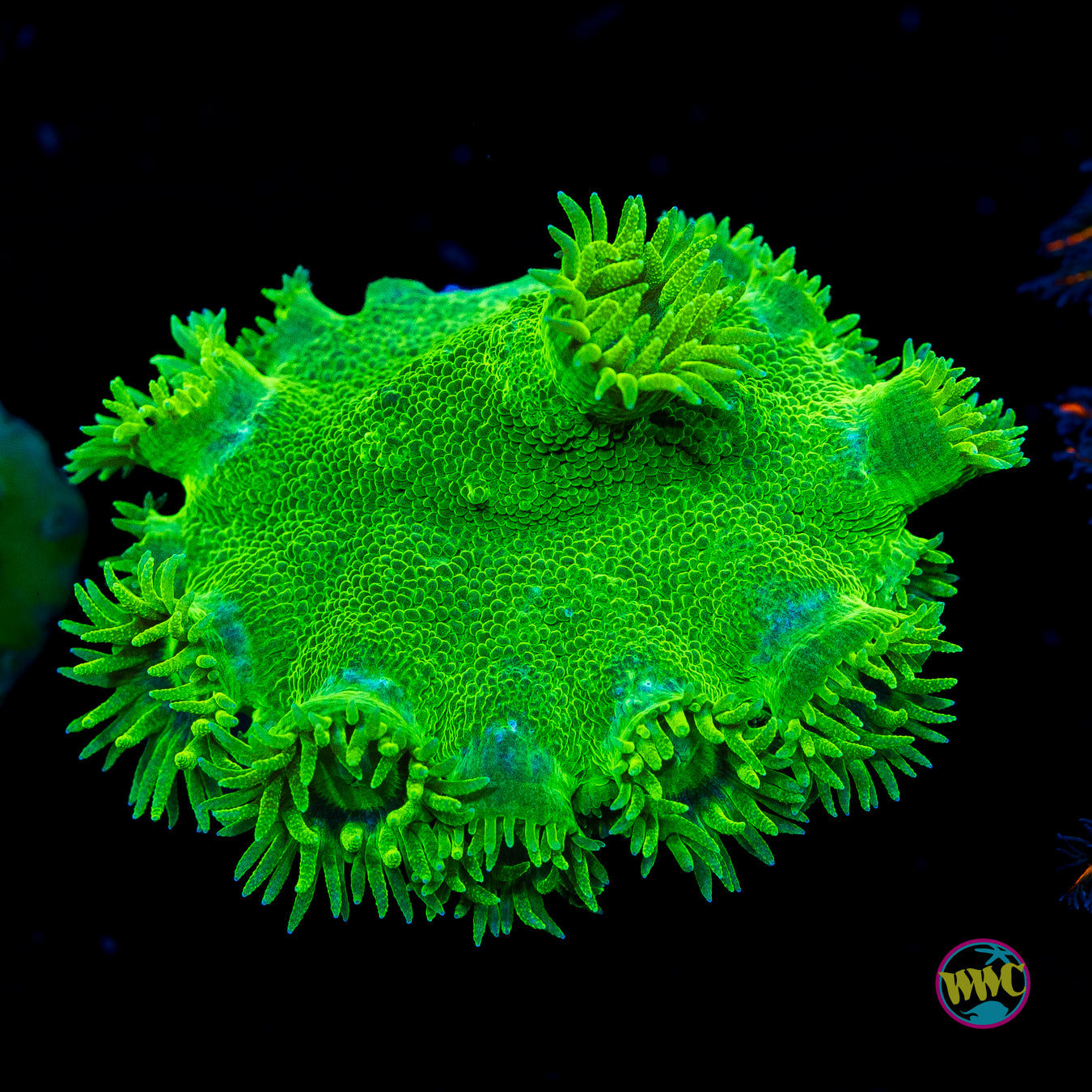 WWC Neon Peltata Turbinaria