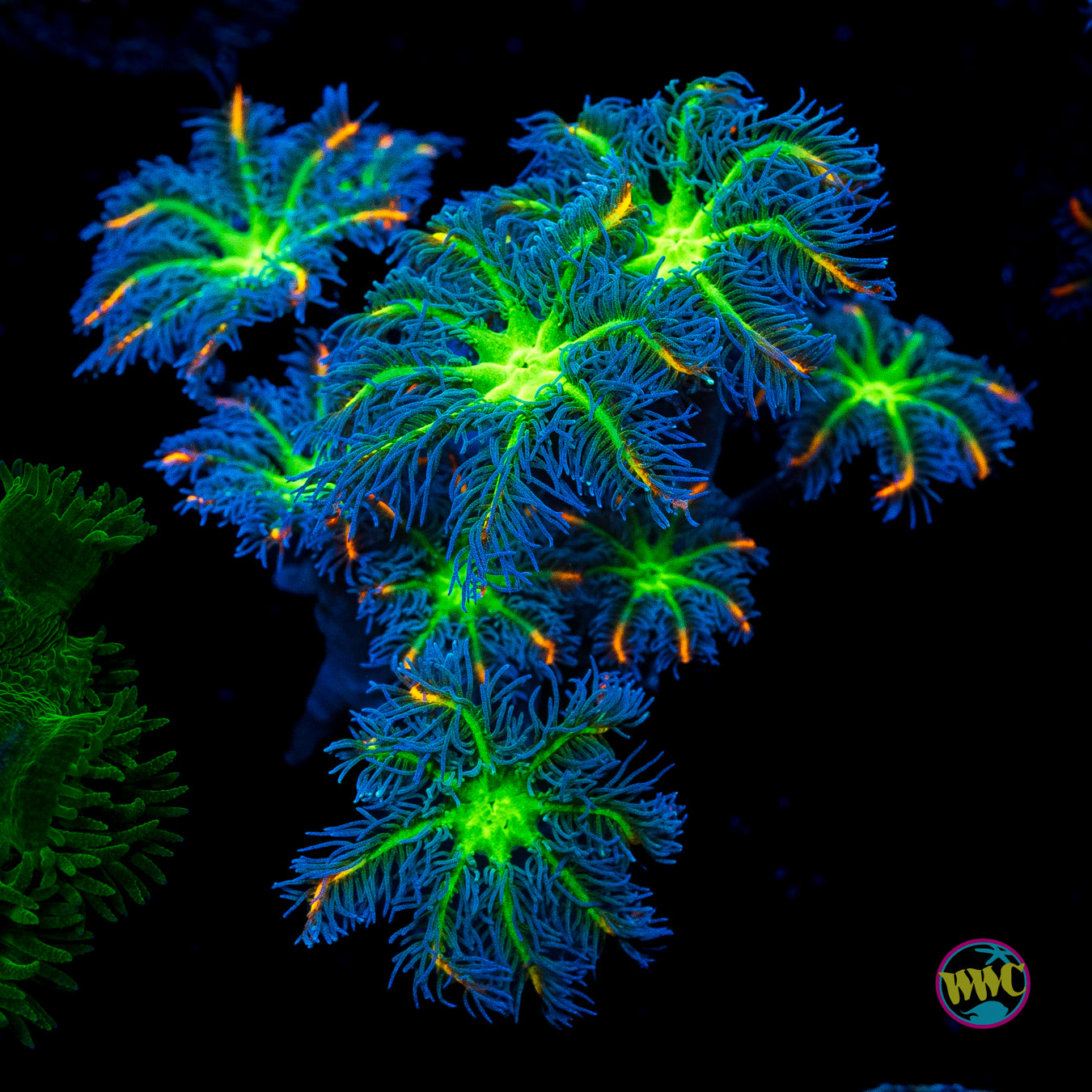 WWC High Voltage Clove Polyps