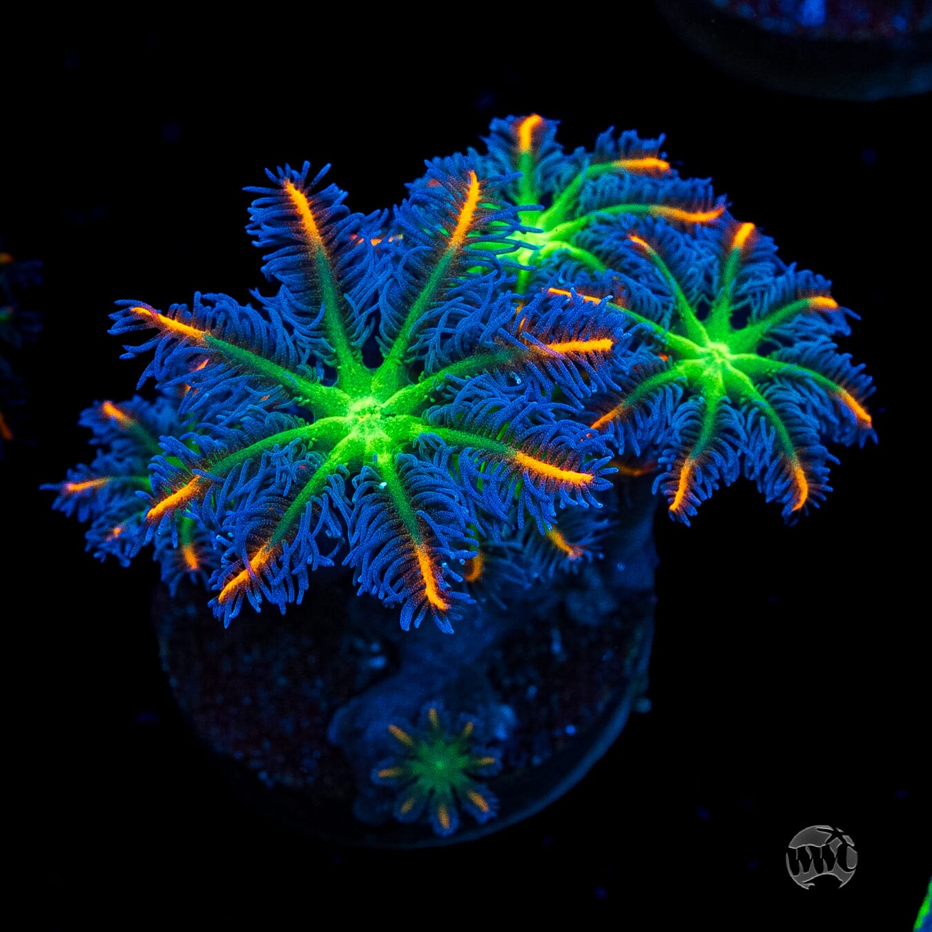 WWC High Voltage Clove Polyps
