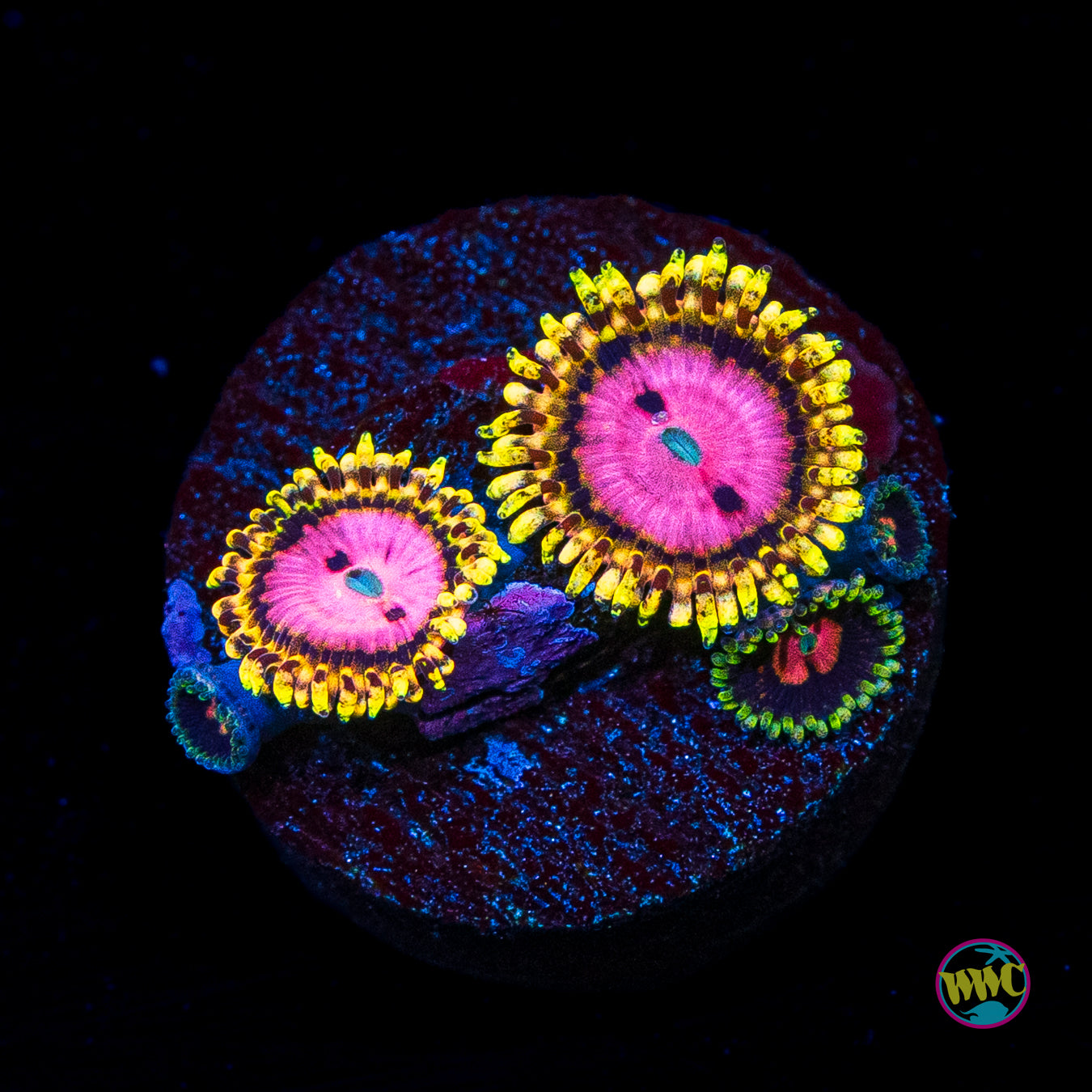 RR Pink Diamond Zoanthids