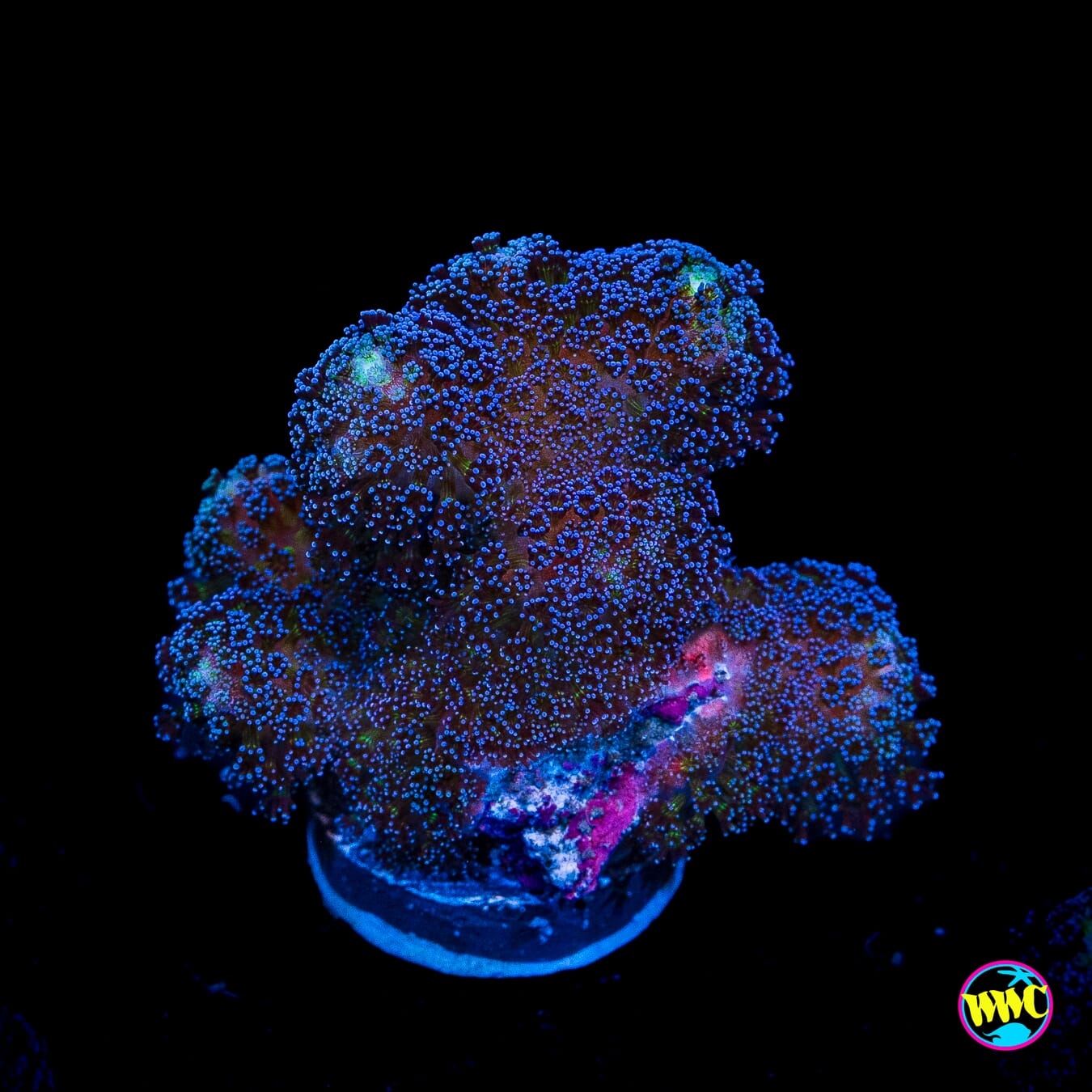 WWC Blue Stylophora