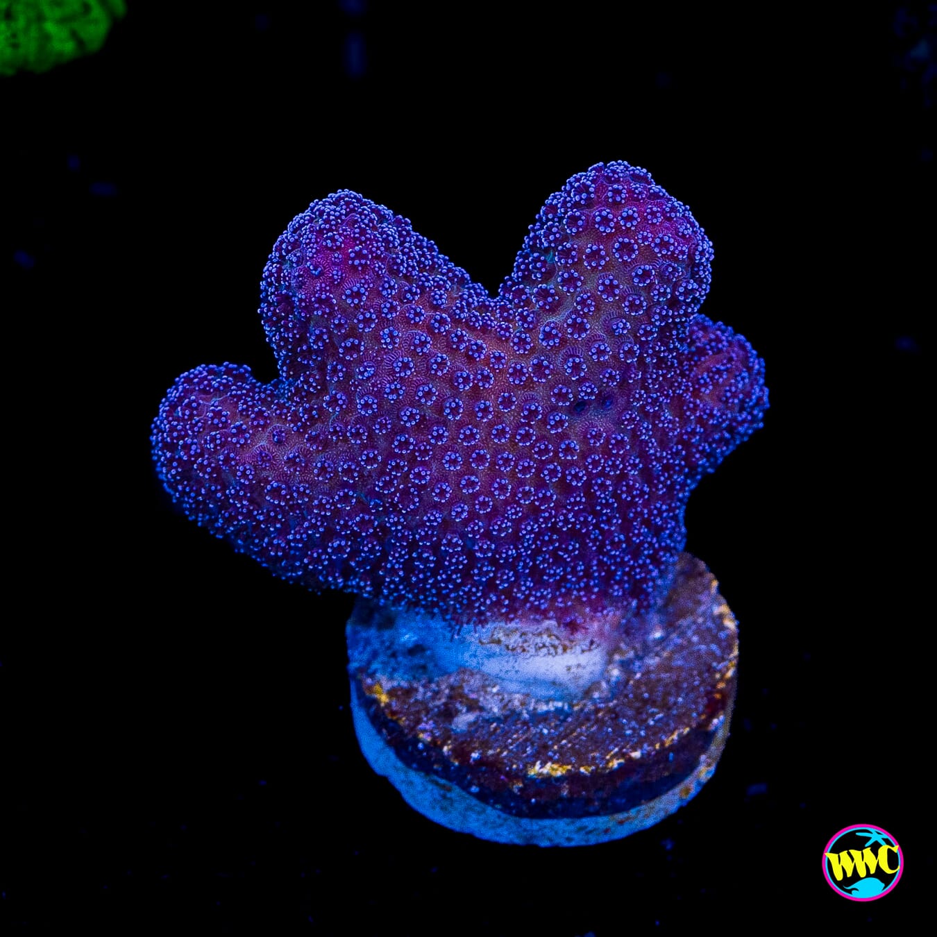 WWC Purple Stylophora