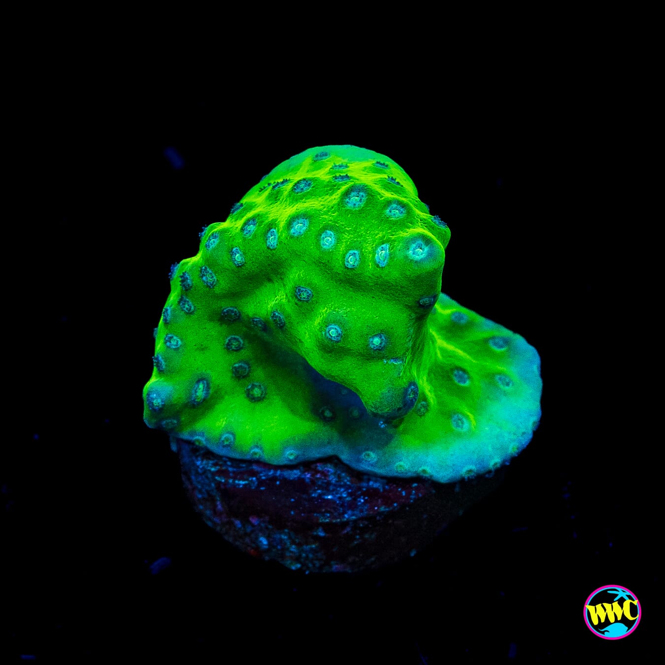 WWC Green Fire Turbinaria