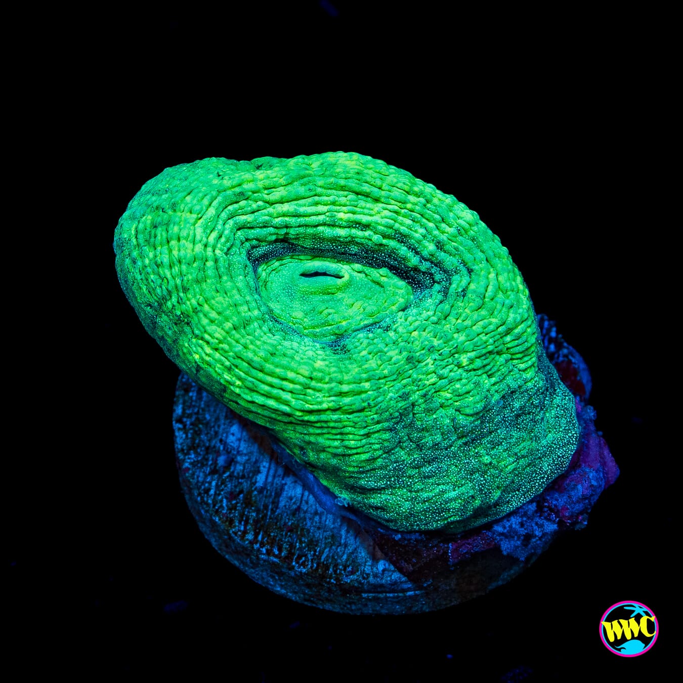 Iguana Favia