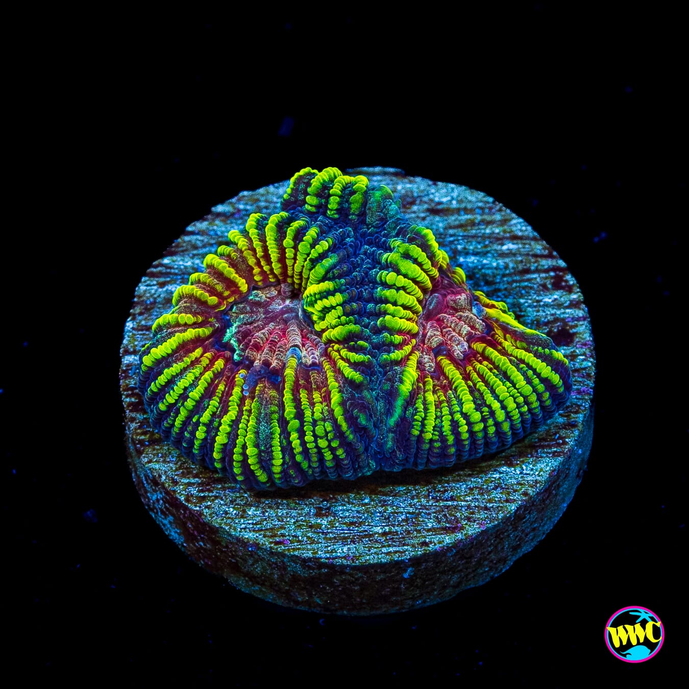 WWC Mayan Sun Favia