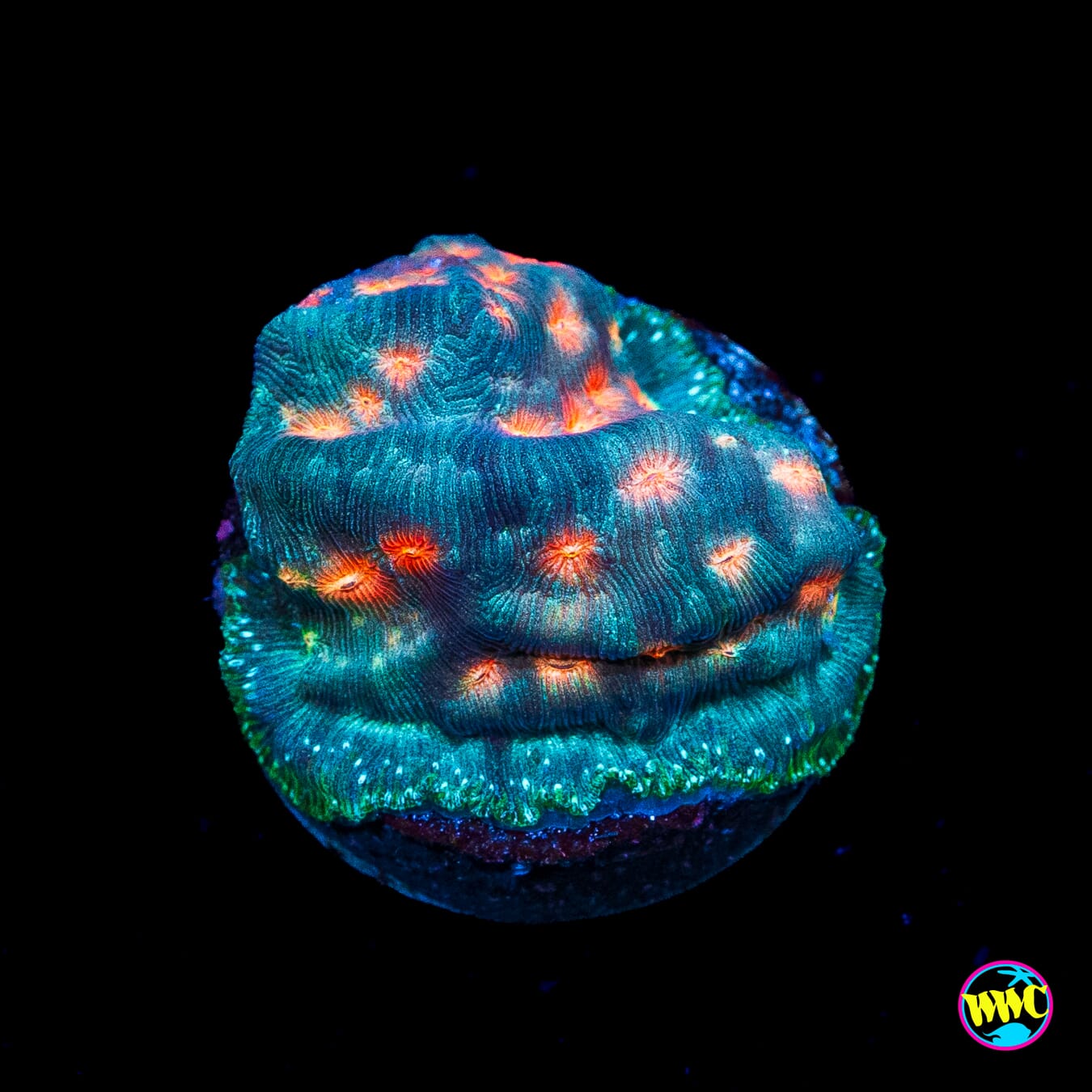 Jason Fox Lava Flow Leptoseris