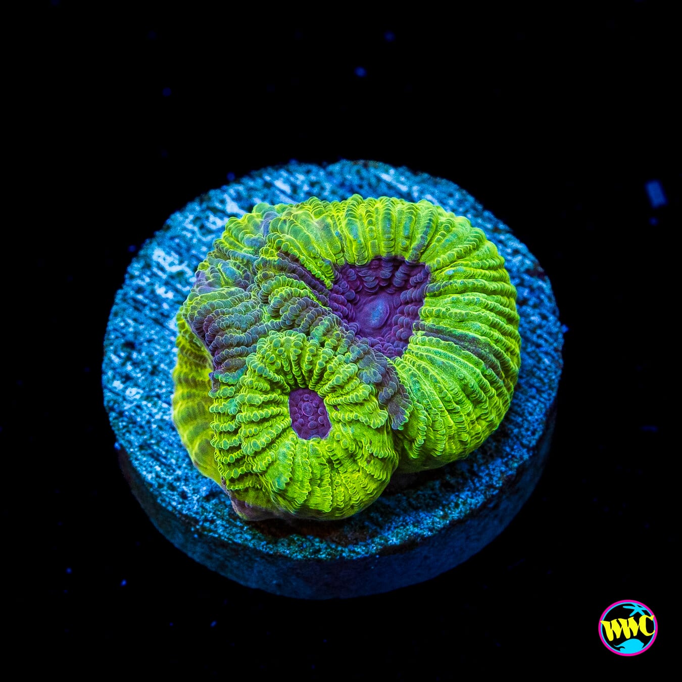WWC Lemon Zoinkerz Favia