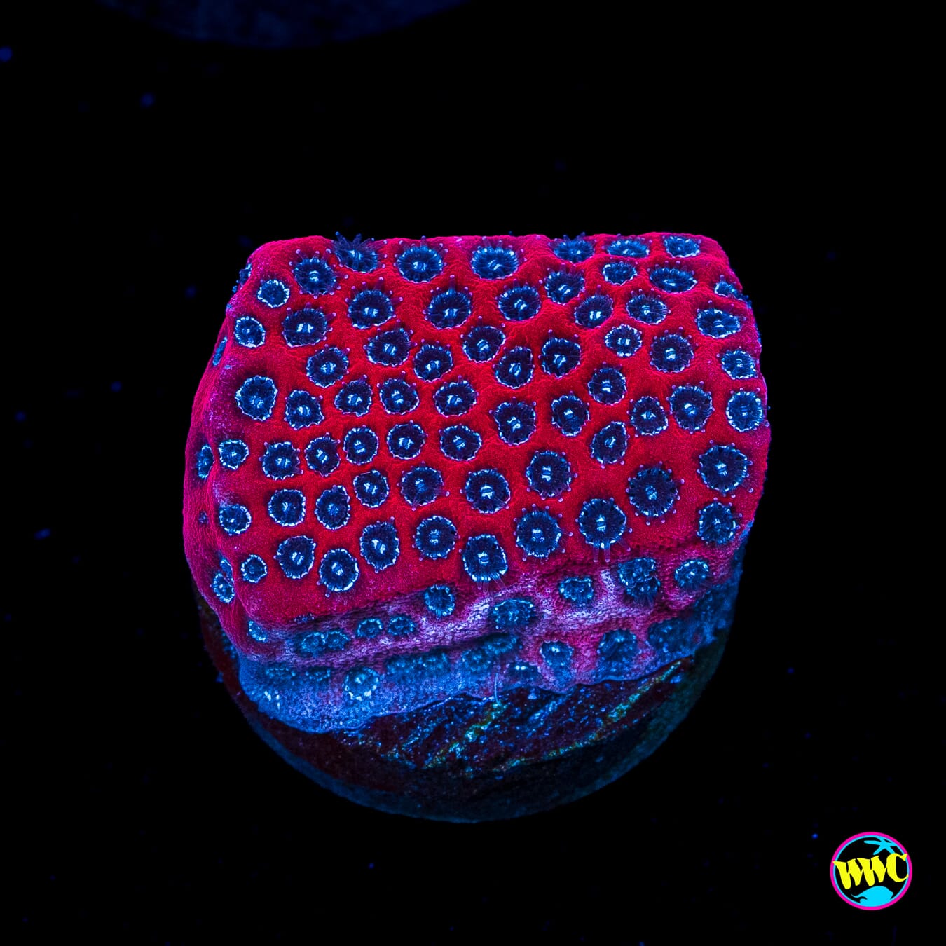 WWC Darth Maul Porites