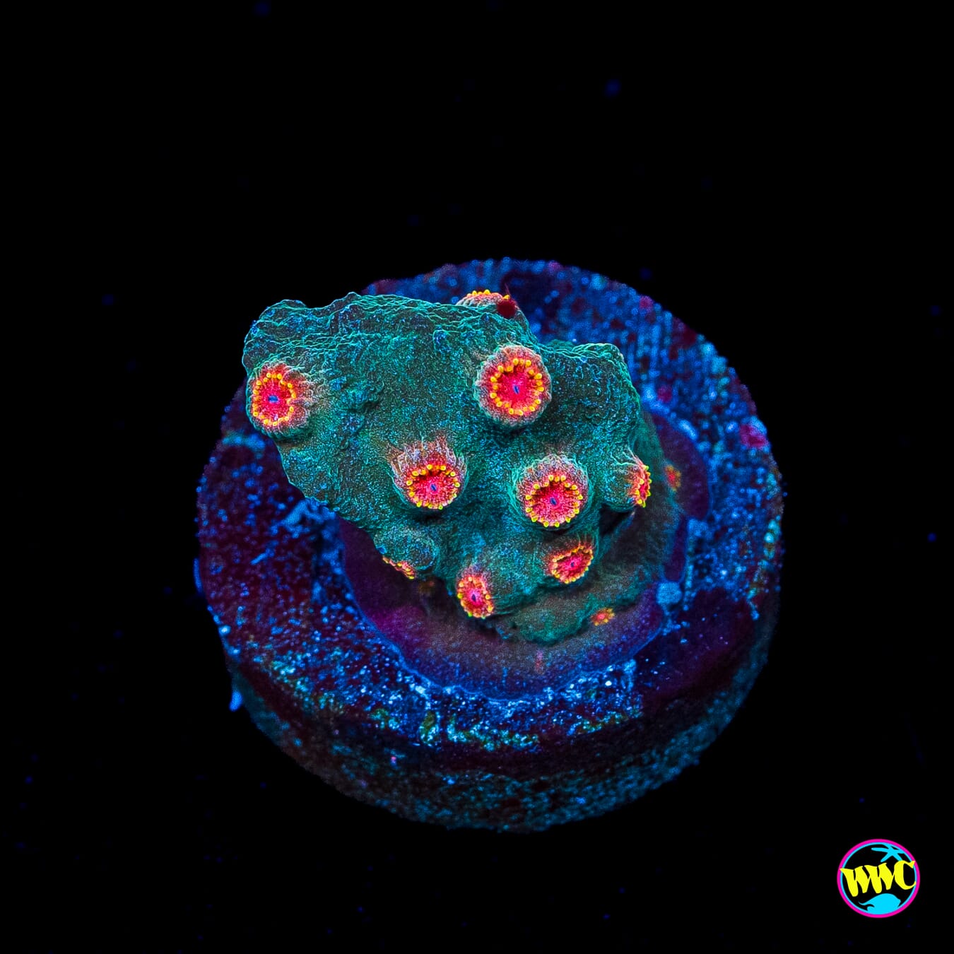 Bojangles Cyphastrea