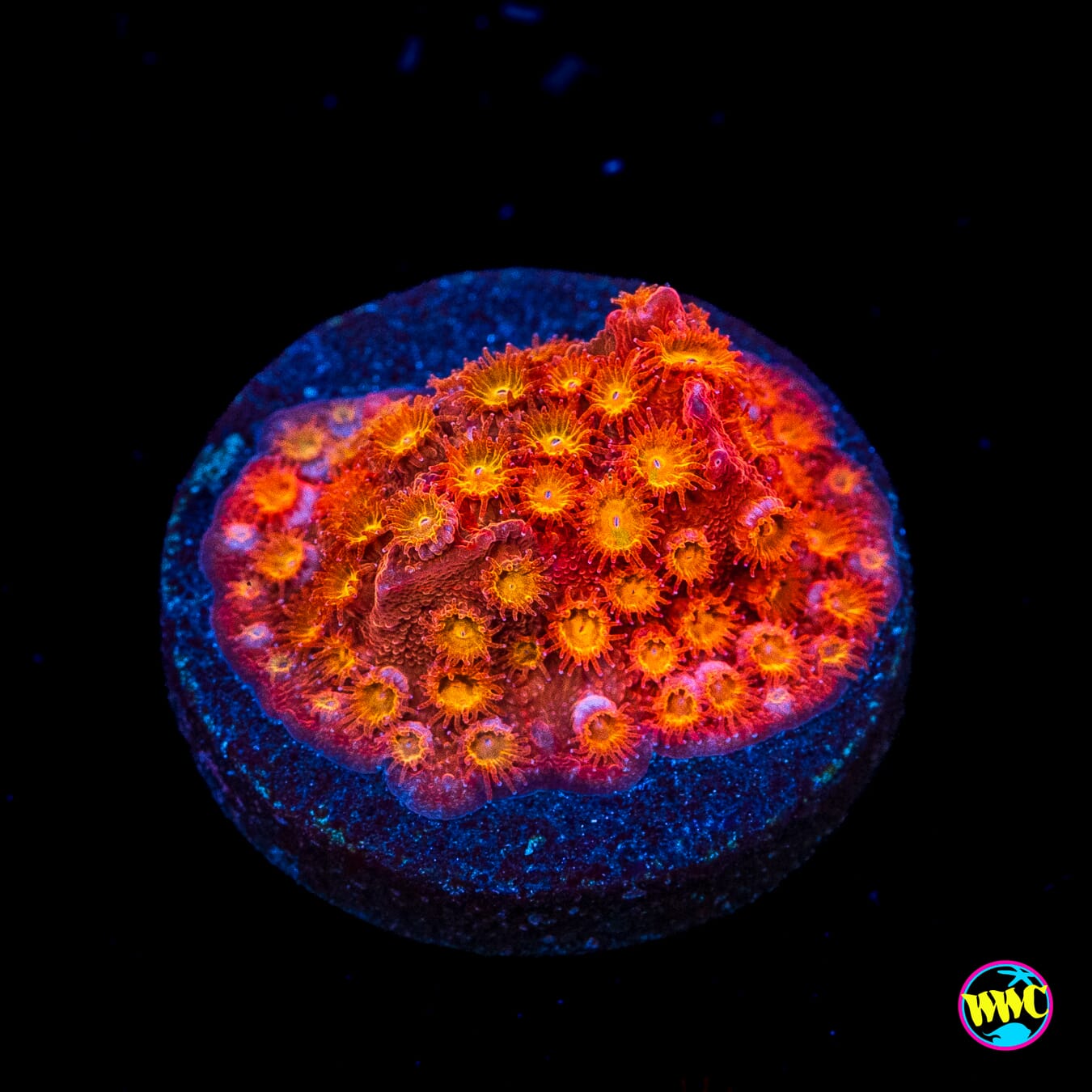 WWC Grafted Hi-Cee Cyphastrea