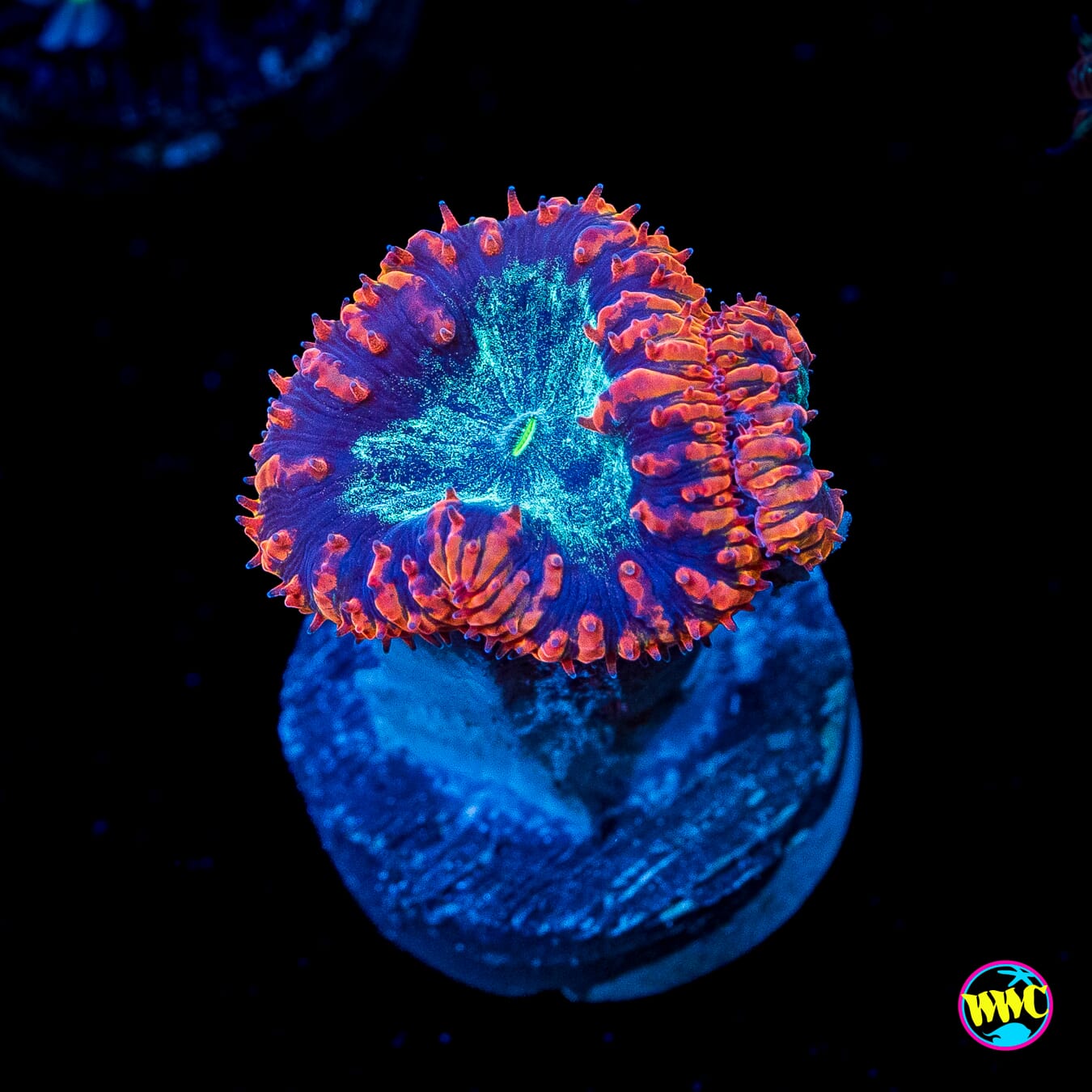 Chrome Dome Blastomussa