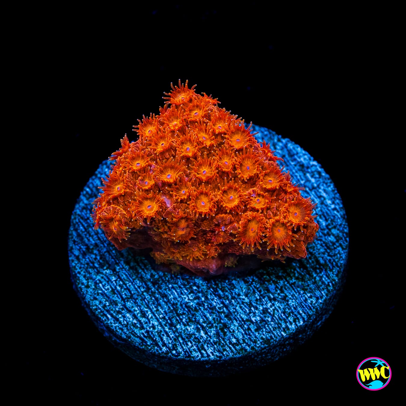 WWC Hi-Cee Cyphastrea