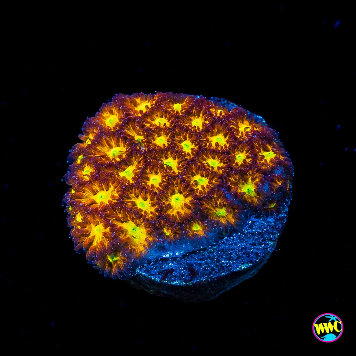 WWC Burning Leptastrea