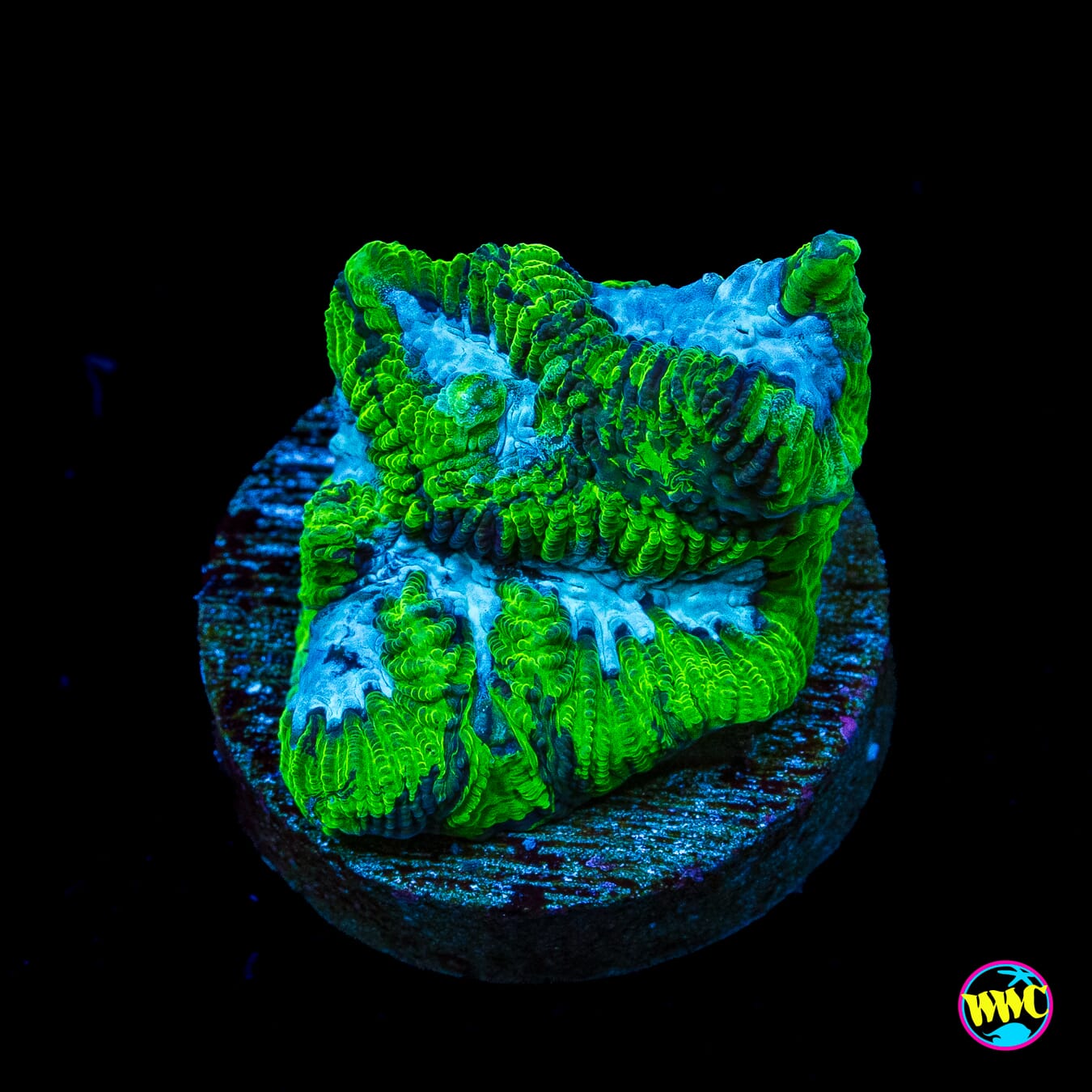 Joker Platygyra