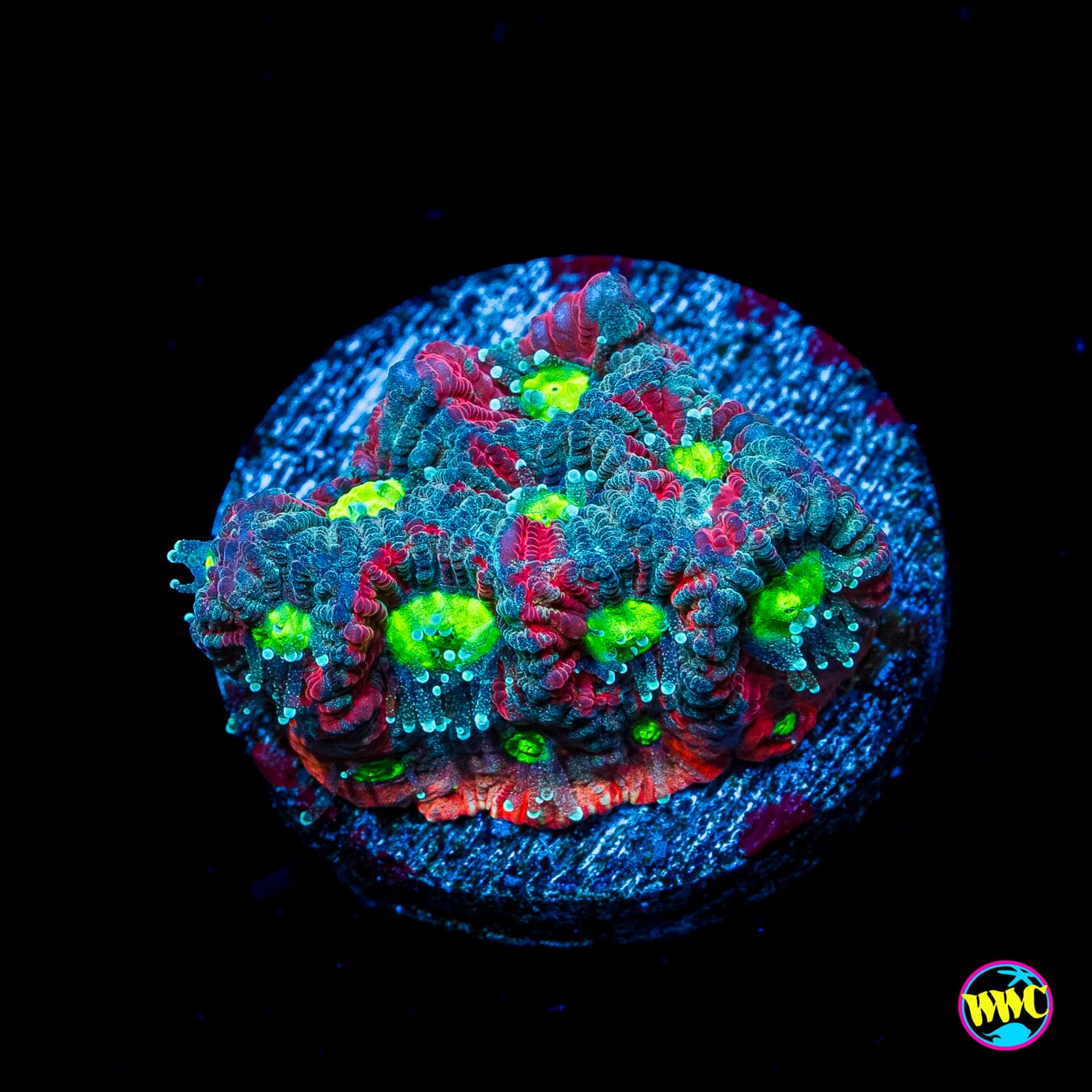 WWC Graffiti War Coral