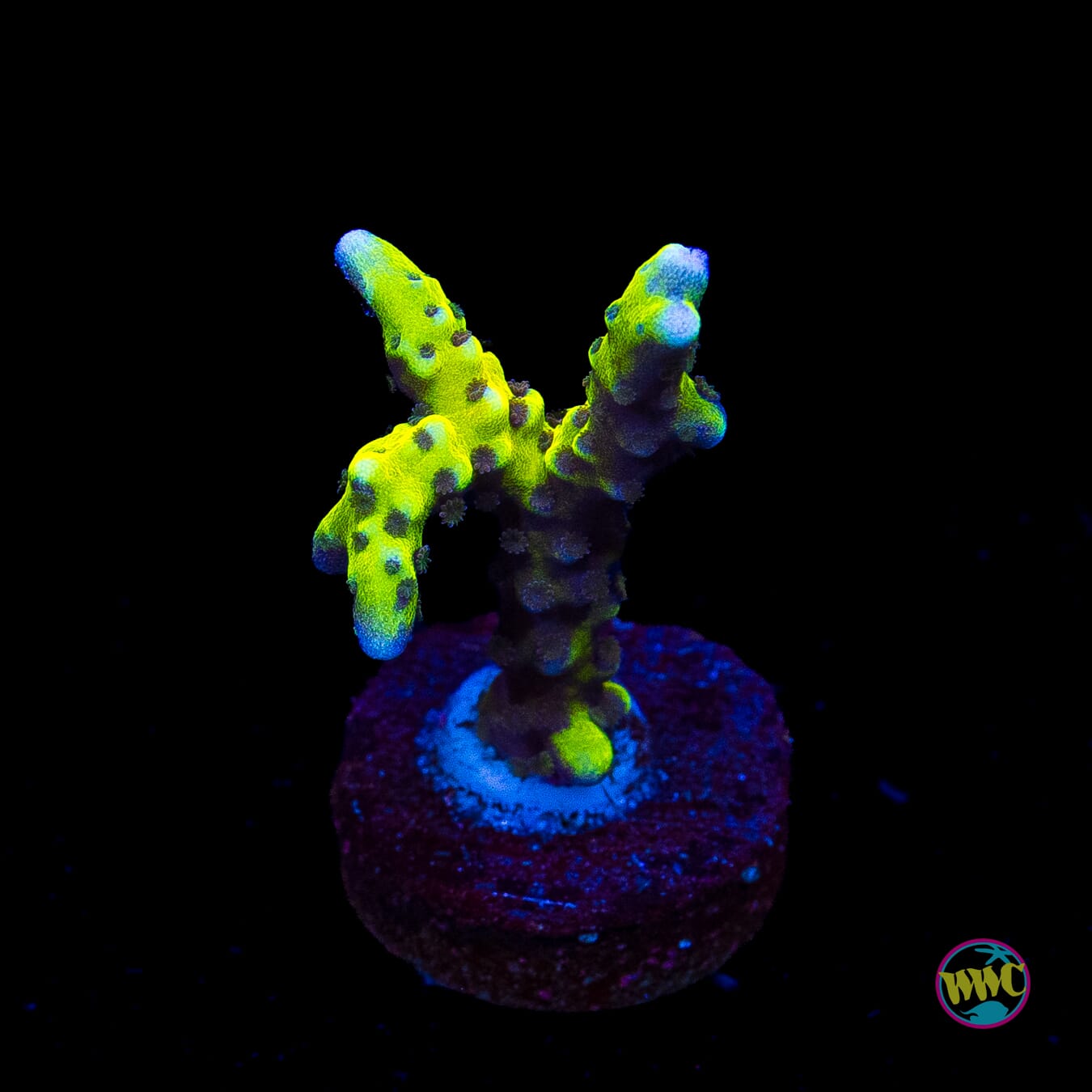 Golden Rod Grafted Anacropora