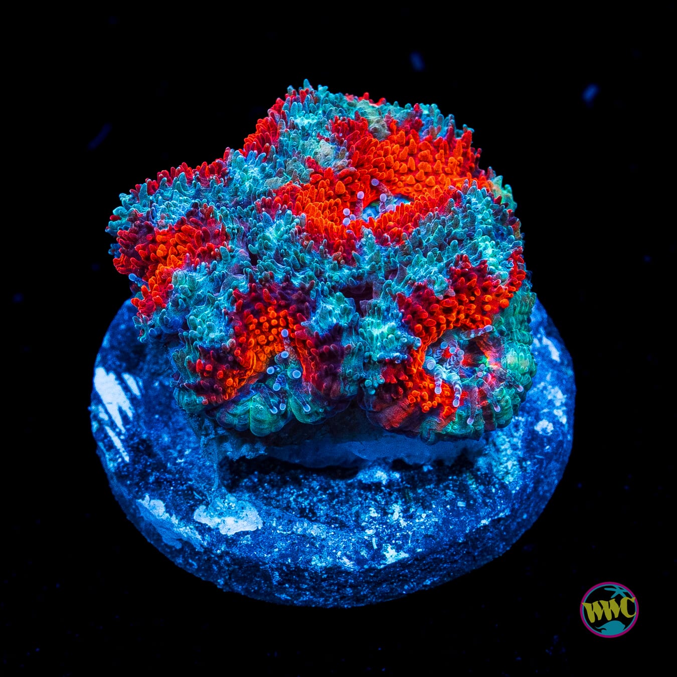 Blue Ring Aussie Lord