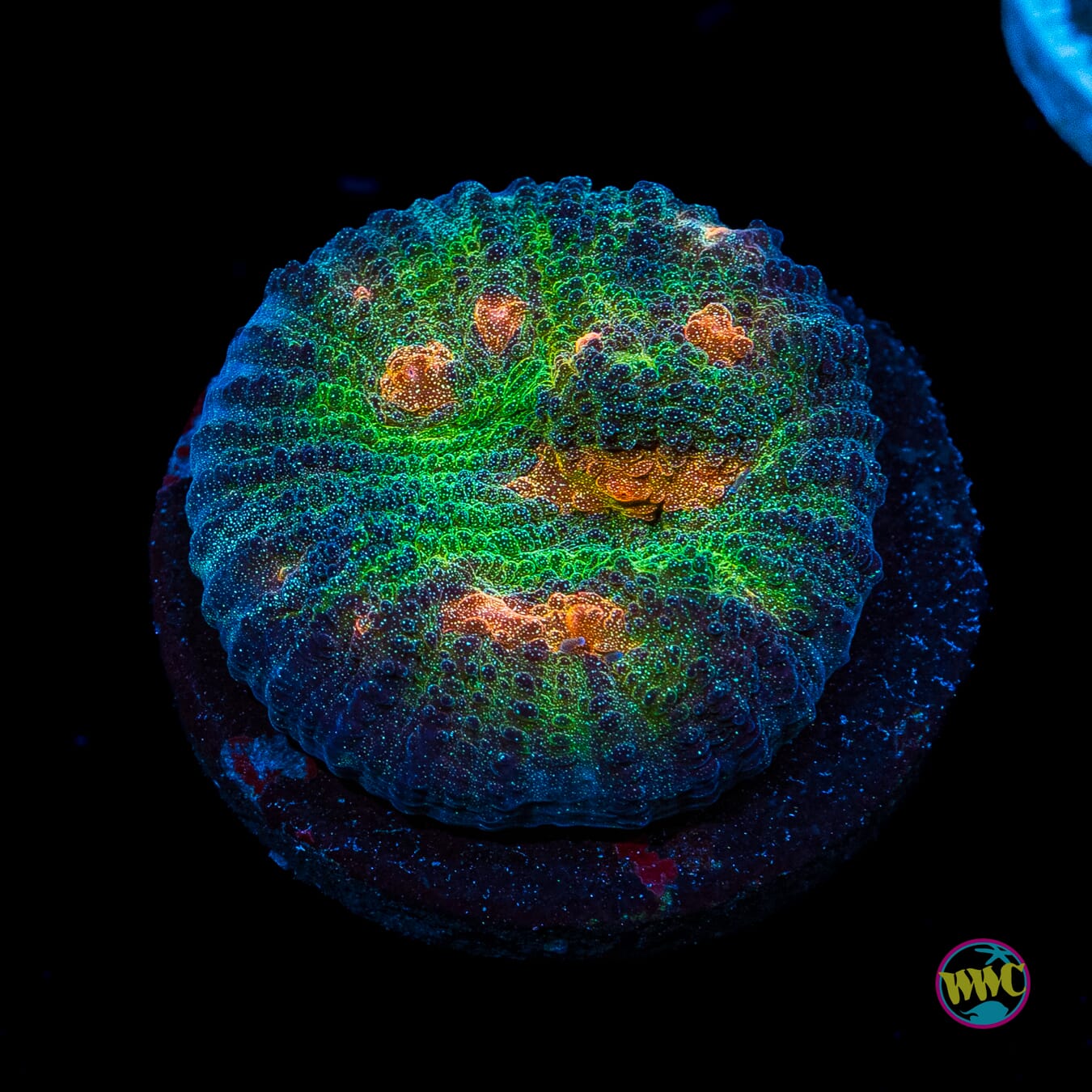 WWC Inner Orbit Chalice