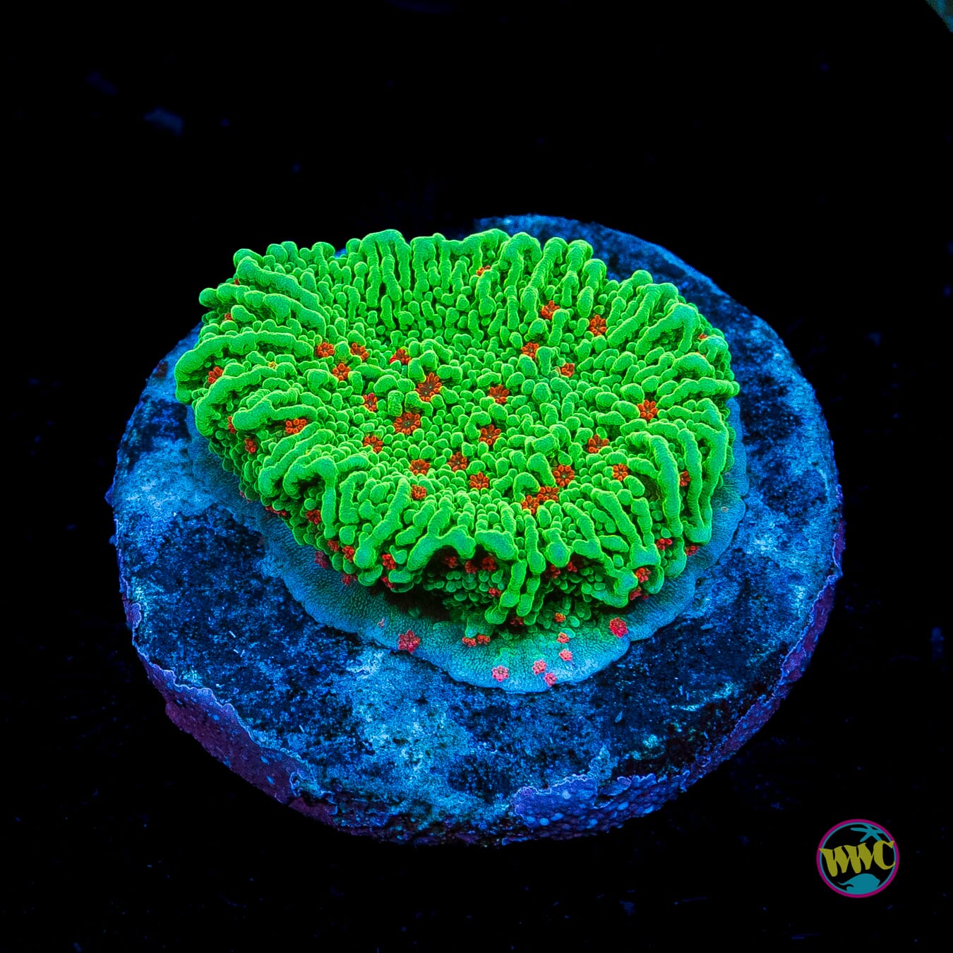 Seasons Greetings Montipora