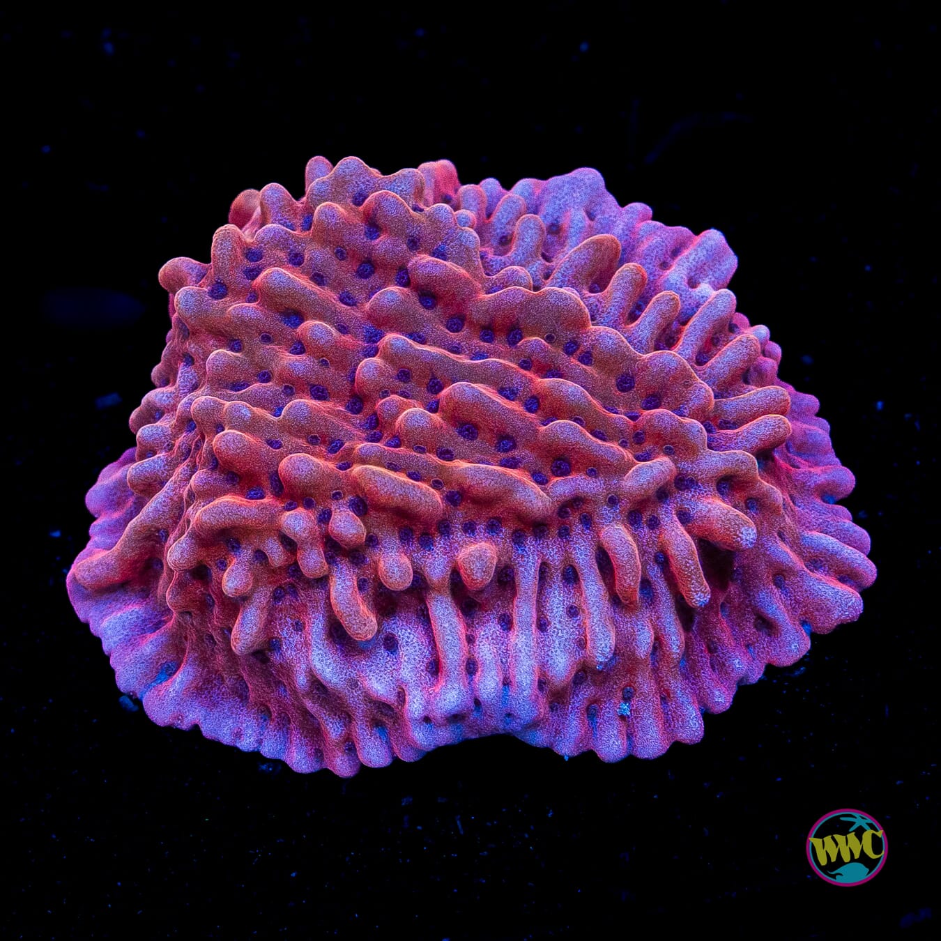 Jason Fox Mean Streak Montipora