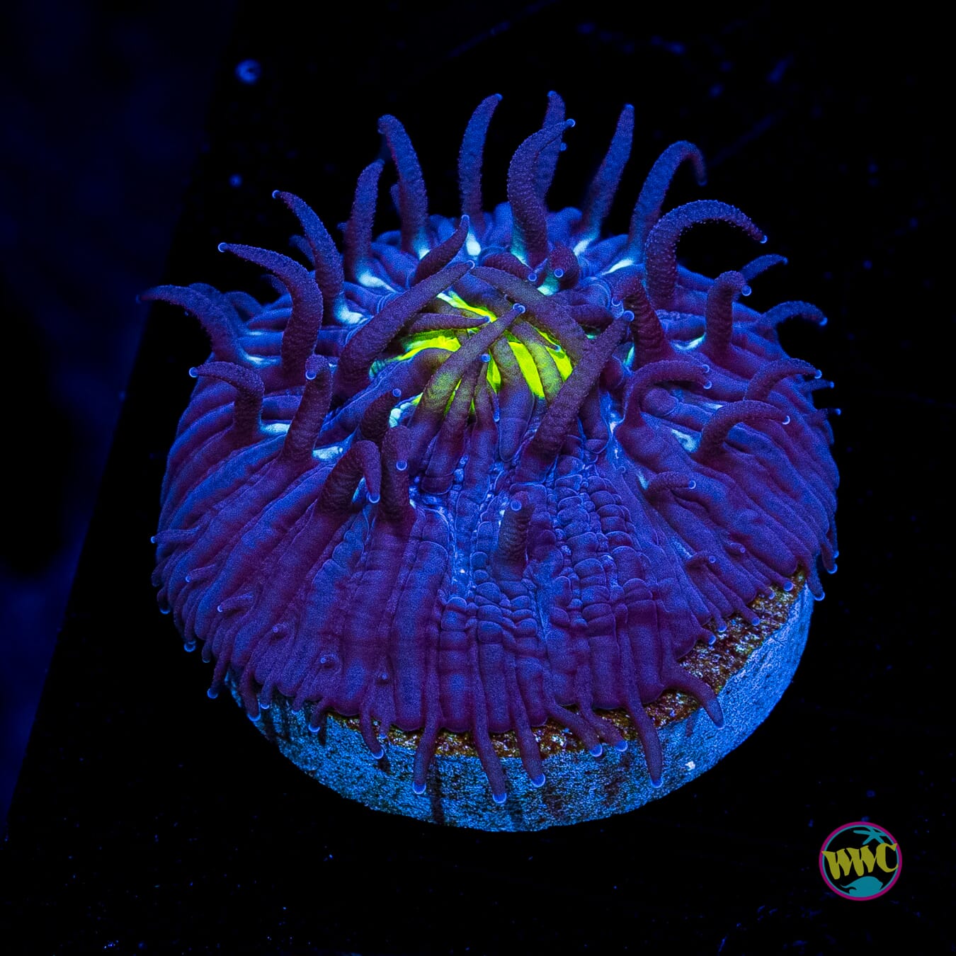 WWC Midnight Lovin Plate
