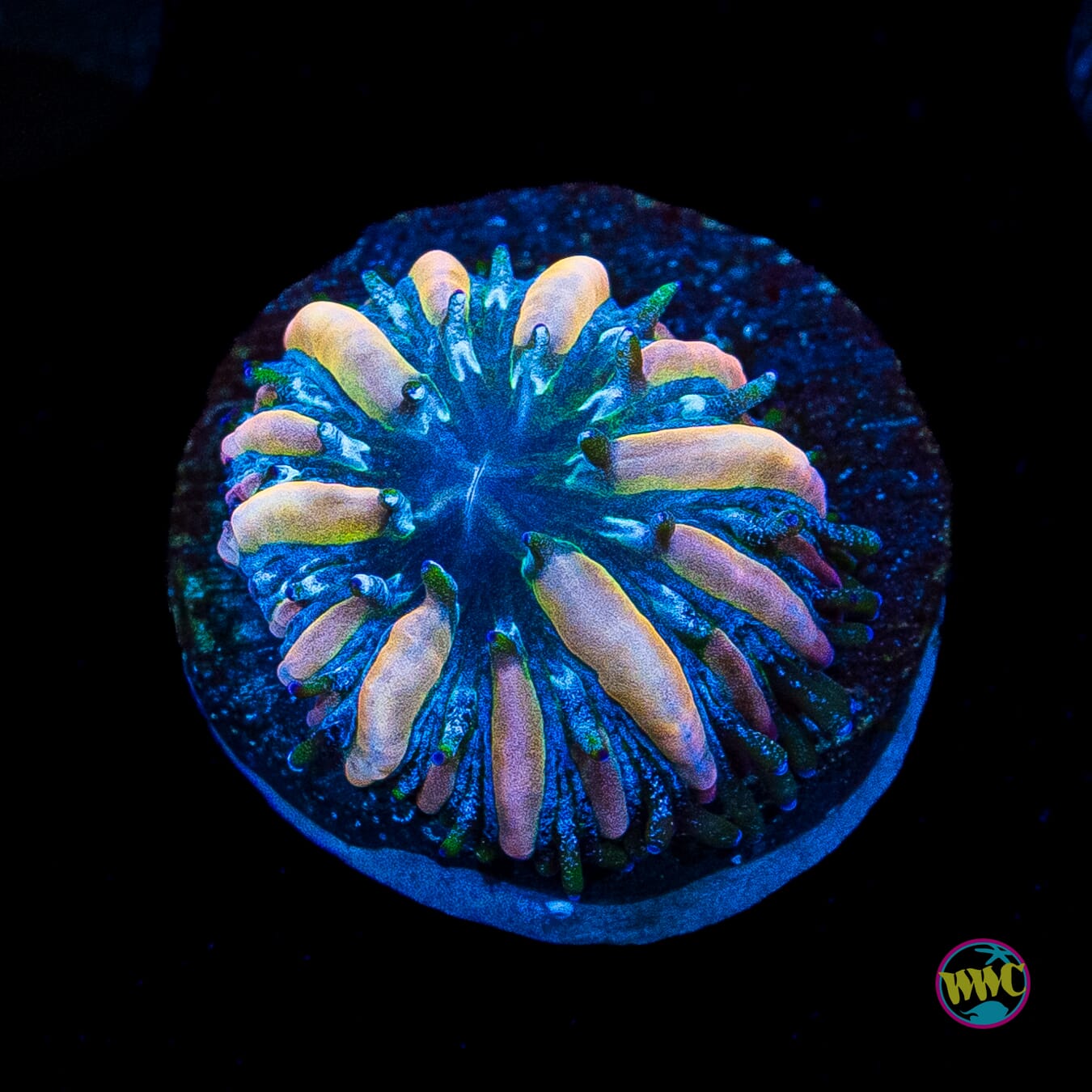 Baby Pink Zebra Plate
