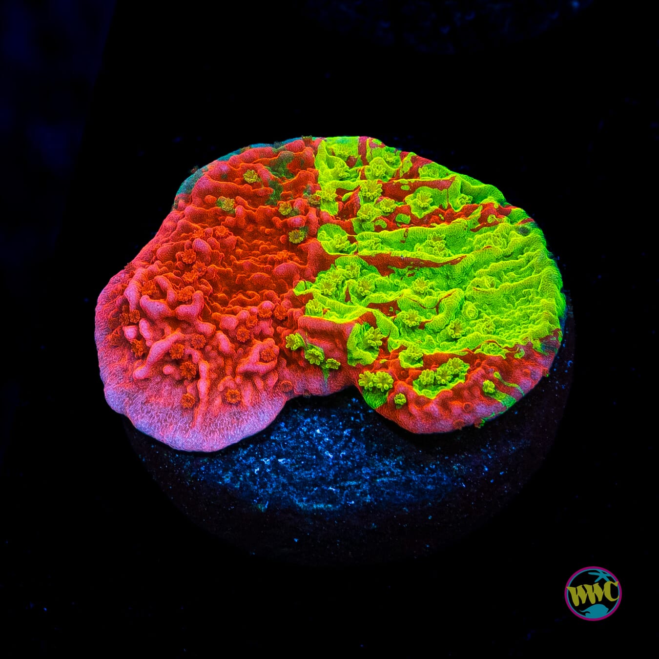 WWC Triple Threat Grafted Montipora