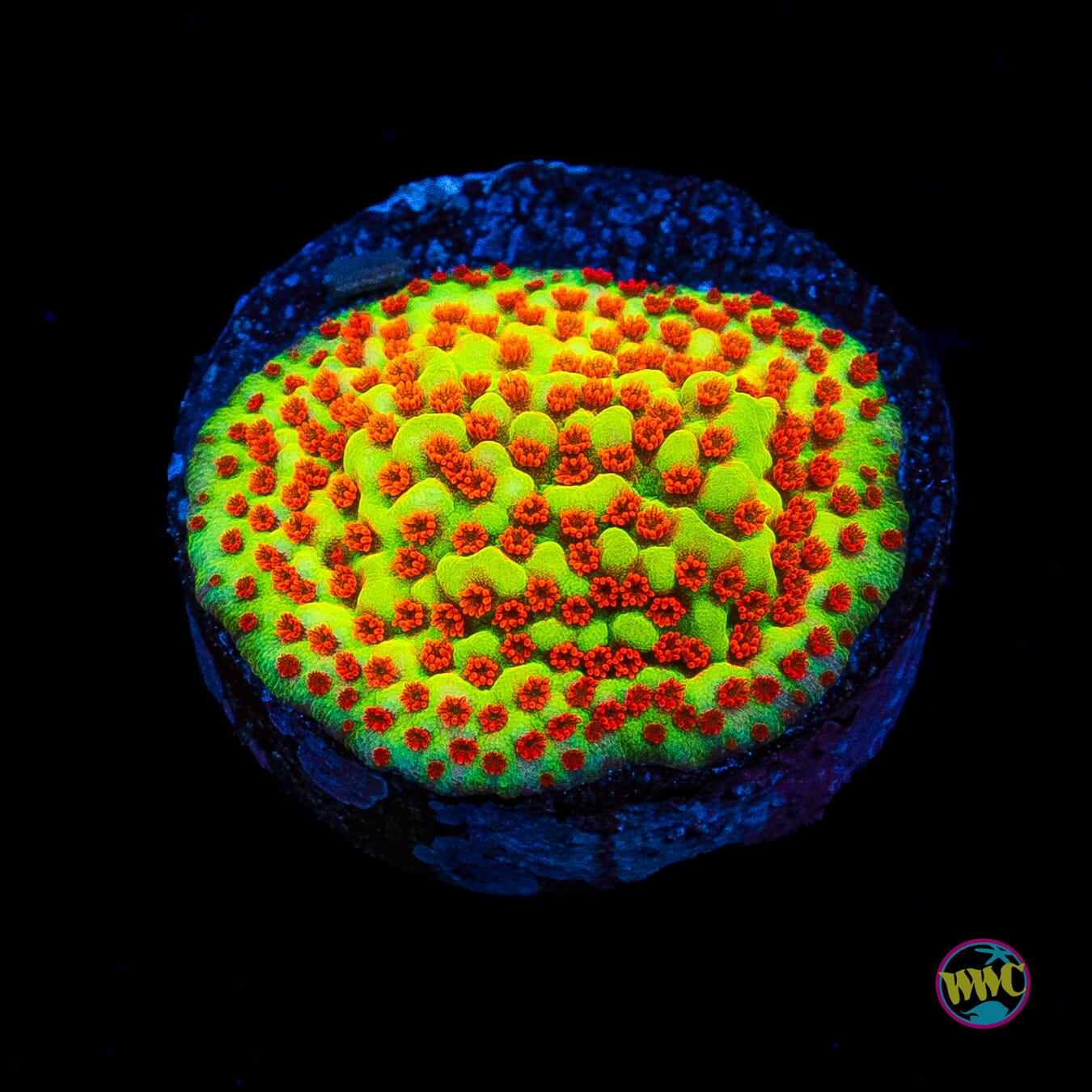 WWC Spicy Banana Montipora