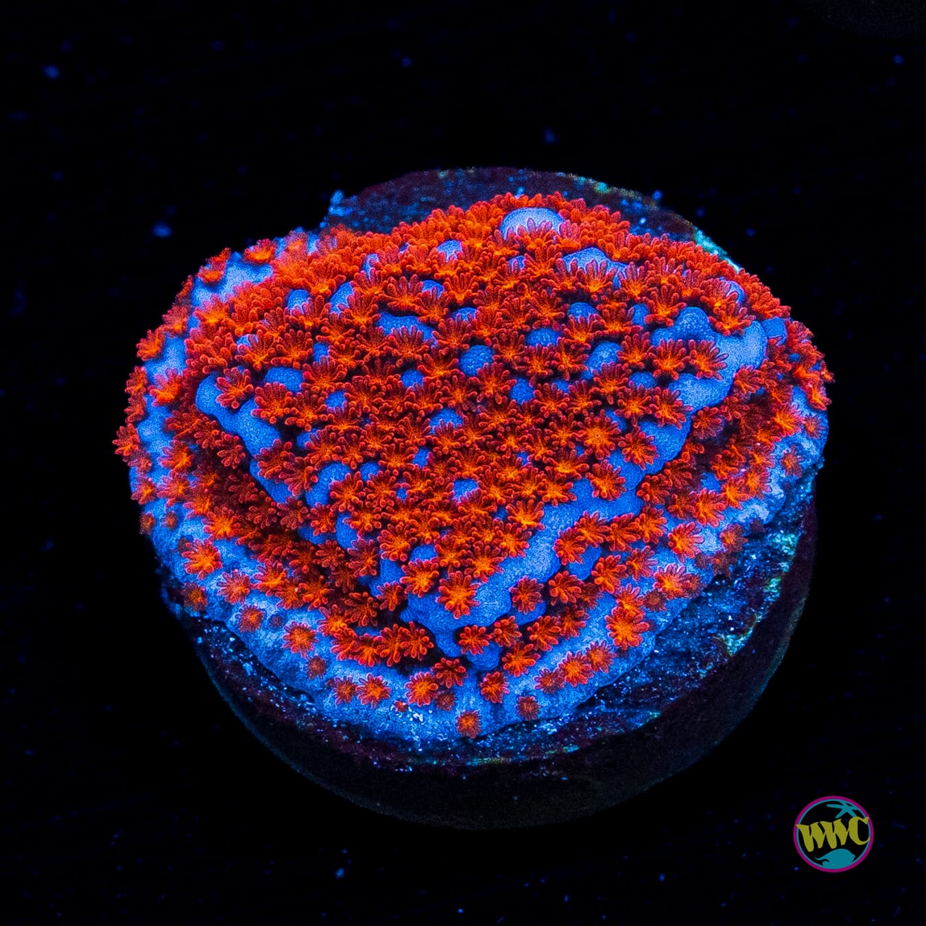 Superman Montipora