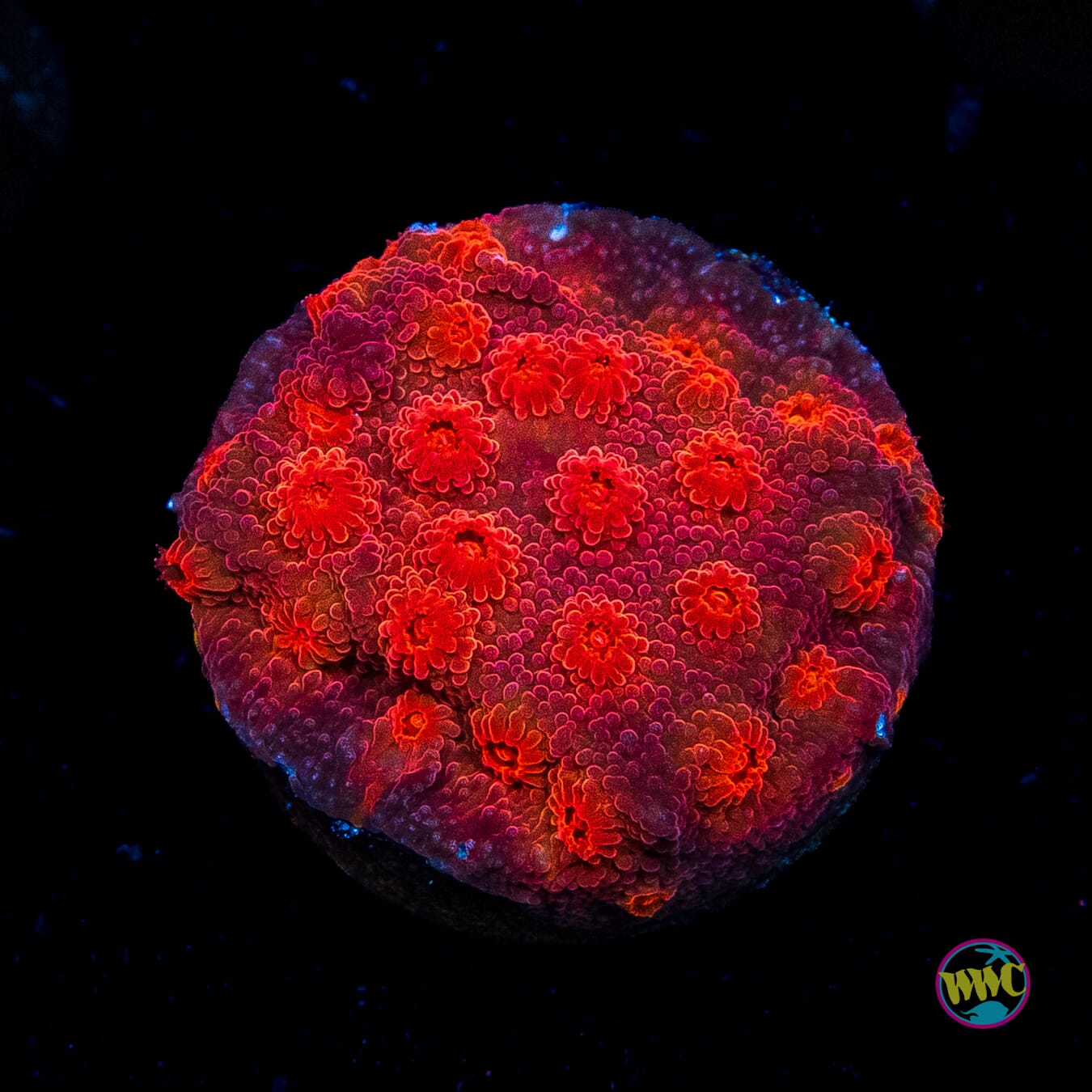 Tyree Brick Red Cyphastrea